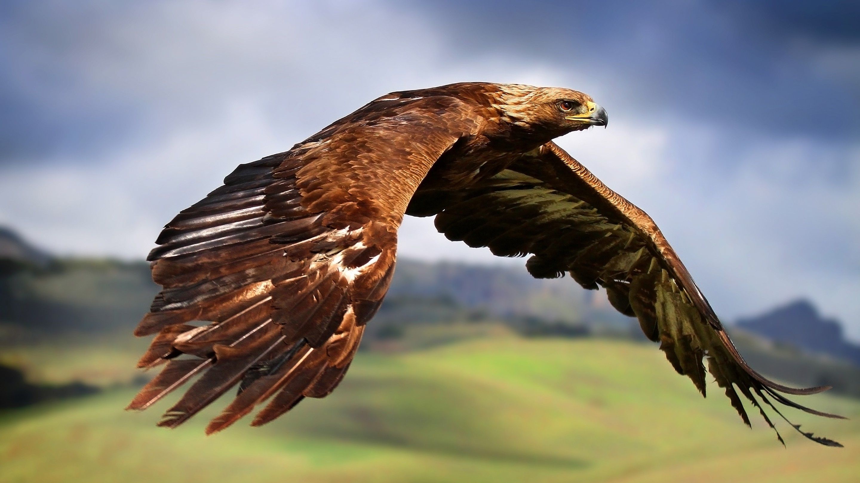 Hawk desktop wallpaper, Best wallpaper, Full HD, 2880x1620 HD Desktop