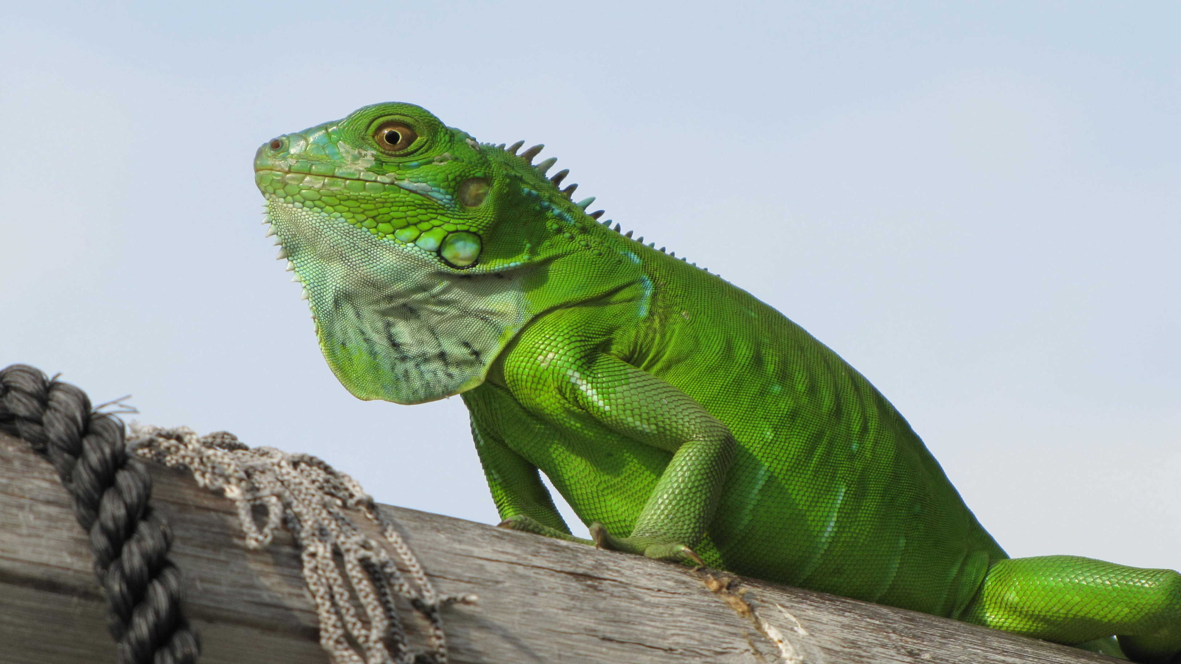 Green iguana, Iguana Wallpaper, 3840x2160 4K Desktop