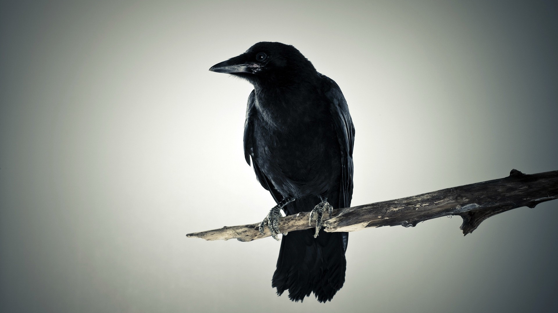 Black crow wallpaper, Decorative wallpaper, Brenda houston design, 1920x1080 Full HD Desktop