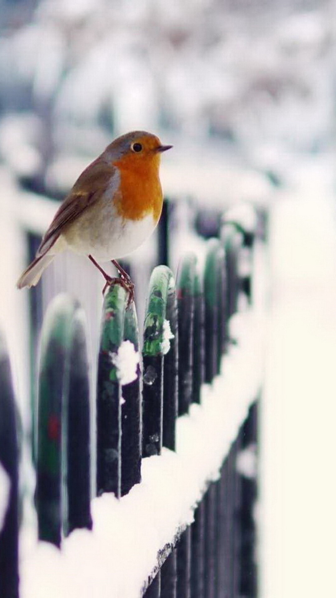 Winter bird wallpaper, iPhone serenity, Frozen landscapes, Chilling charm, 1080x1920 Full HD Phone