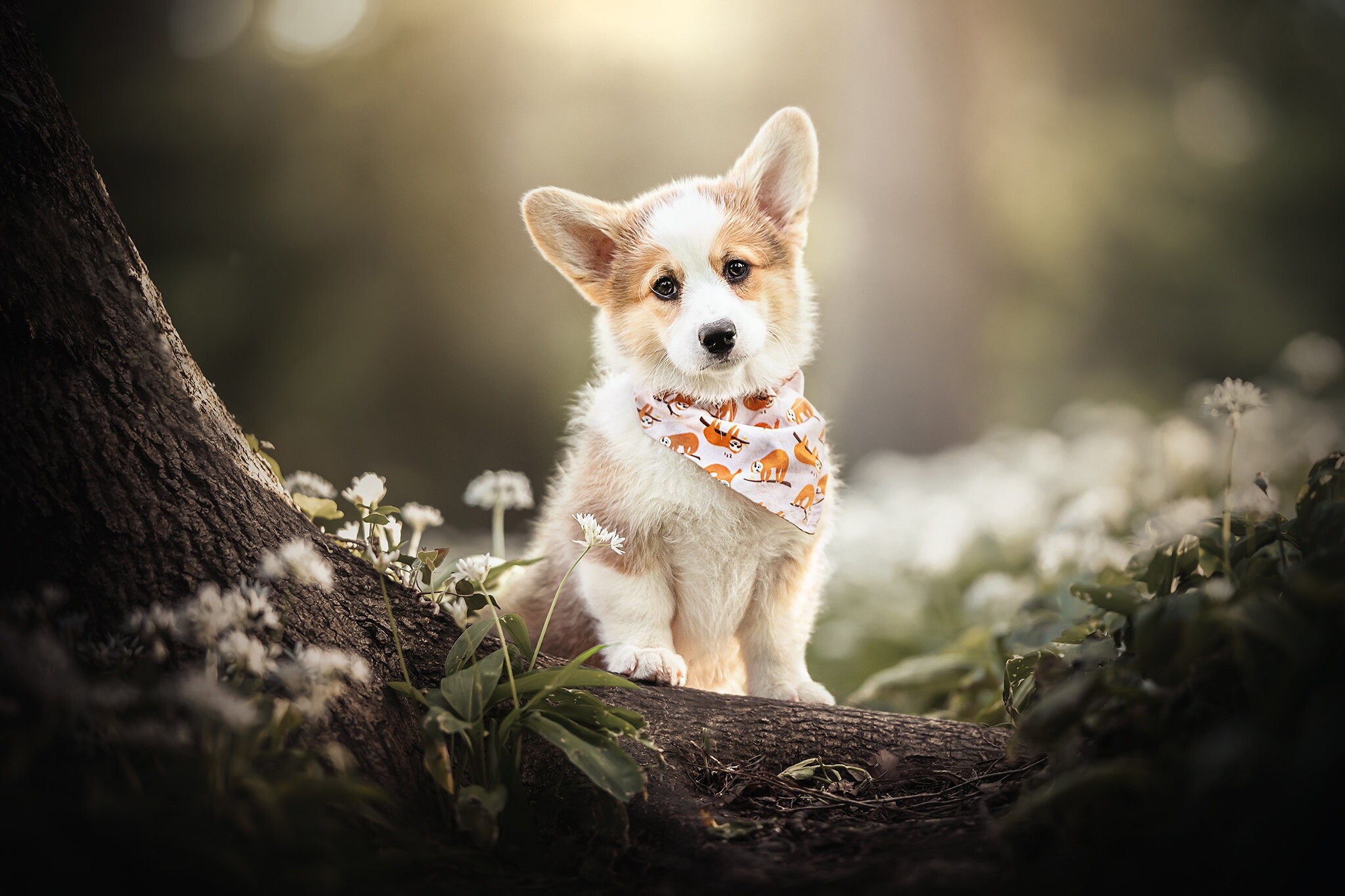 Welsh Corgi, HD wallpaper, Background image, 2050x1370 HD Desktop