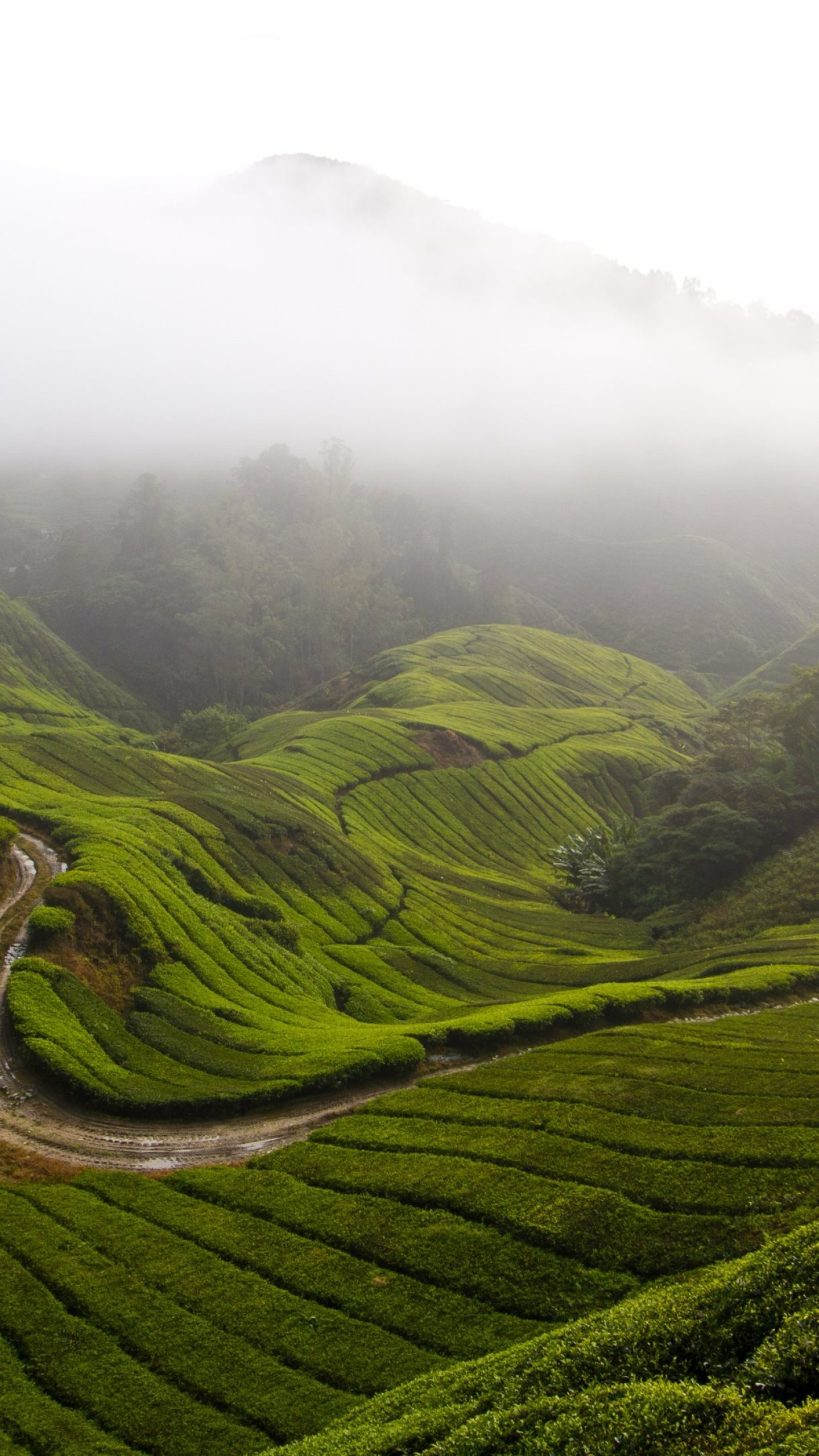 Cameron Highlands, Malaysia Wallpaper, 1440x2560 HD Phone