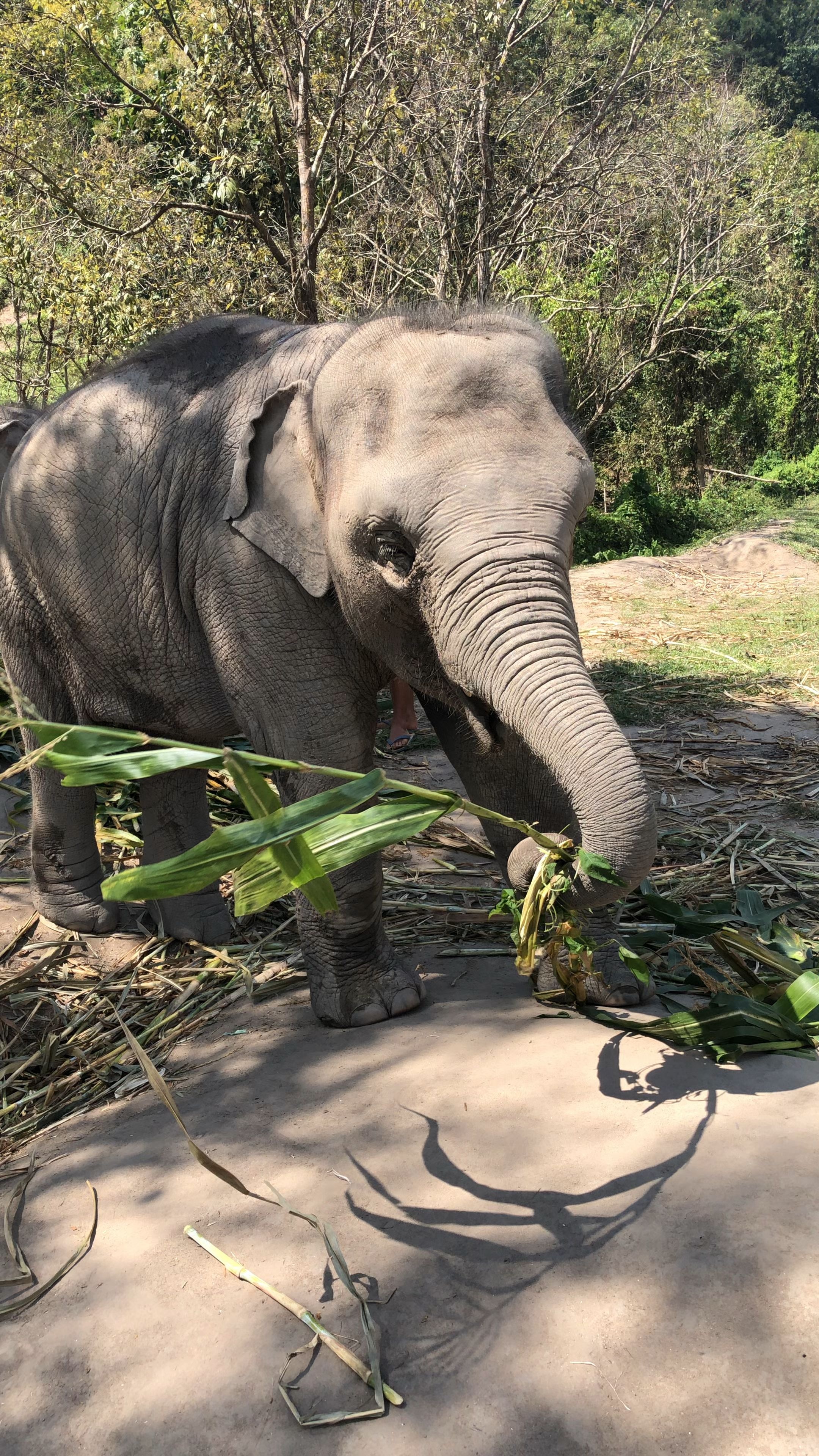 Kruger National Park, Elephant sanctuary, Elephant conservation, Wildlife photography, 2160x3840 4K Phone