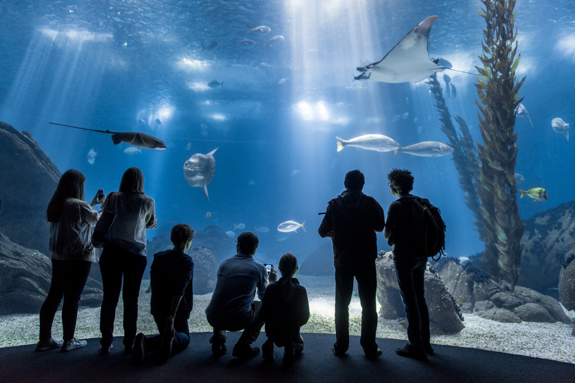 Oceanarium, Oceanrio de Lisboa tickets, 2000x1340 HD Desktop