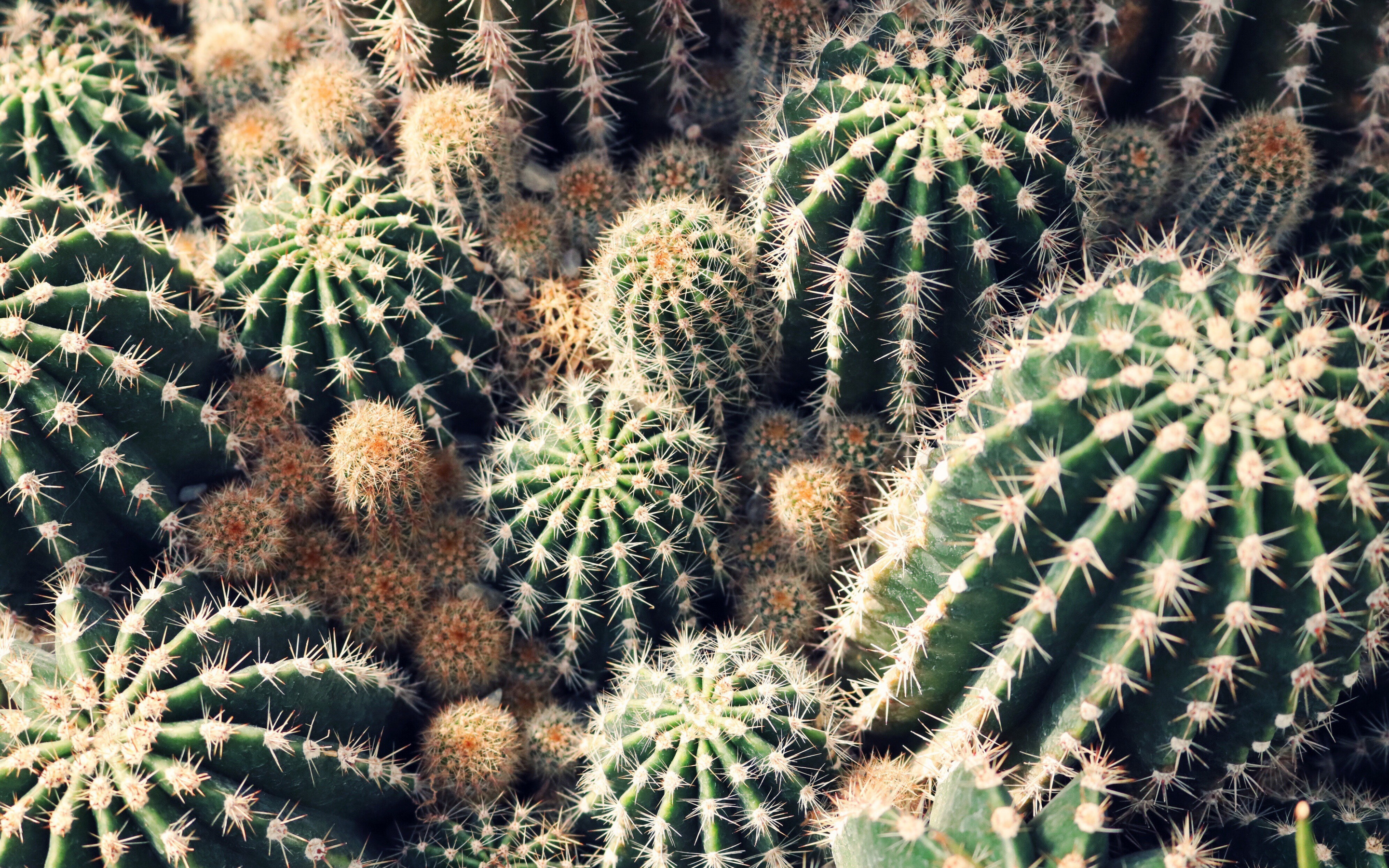 Greenhouse beauty, Cactus charm, Picture-perfect background, Botanical marvel, 2880x1800 HD Desktop