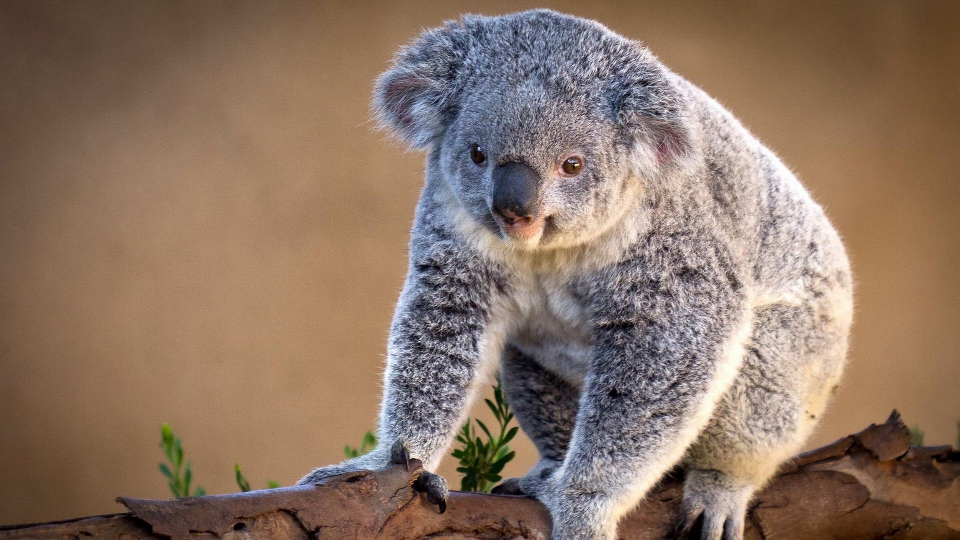 HD koala wallpapers, Inspiring koala pictures, Desktop koala backgrounds, Cute koala art, 1920x1080 Full HD Desktop