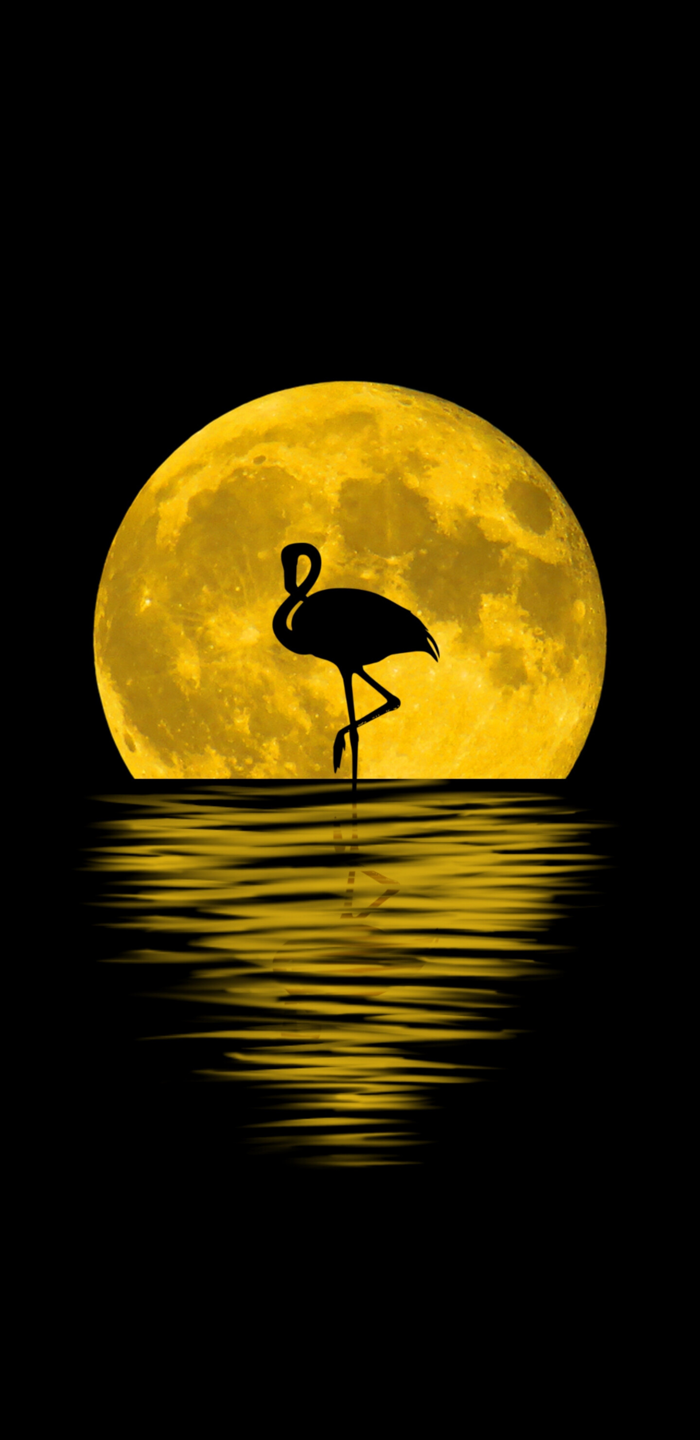 Silhouette, Flamingos Wallpaper, 1440x2960 HD Phone