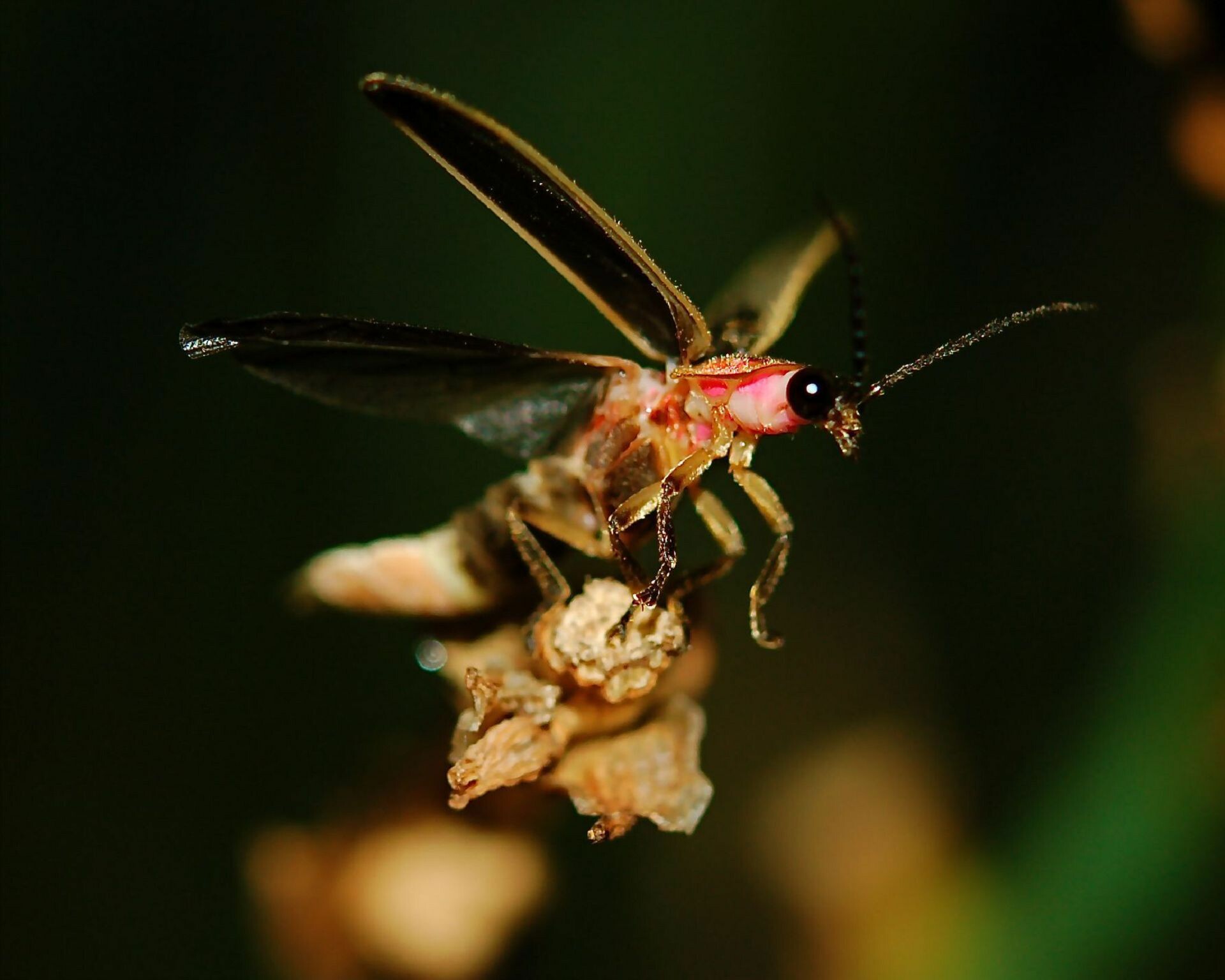 Firefly brilliance, Luminous insect, Stunning glow, Spectacular show, 1920x1540 HD Desktop