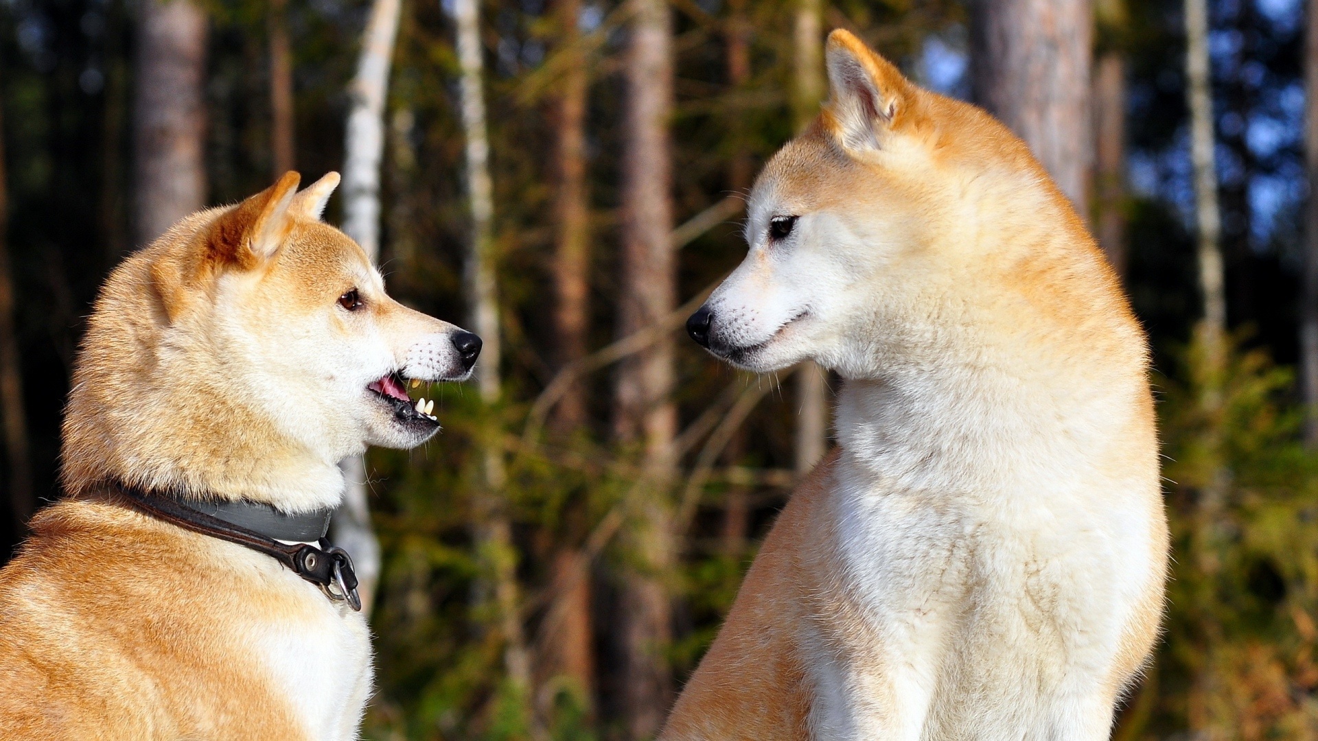 Akita inu dog wallpapers, pair desktop background, 1920x1080 Full HD Desktop