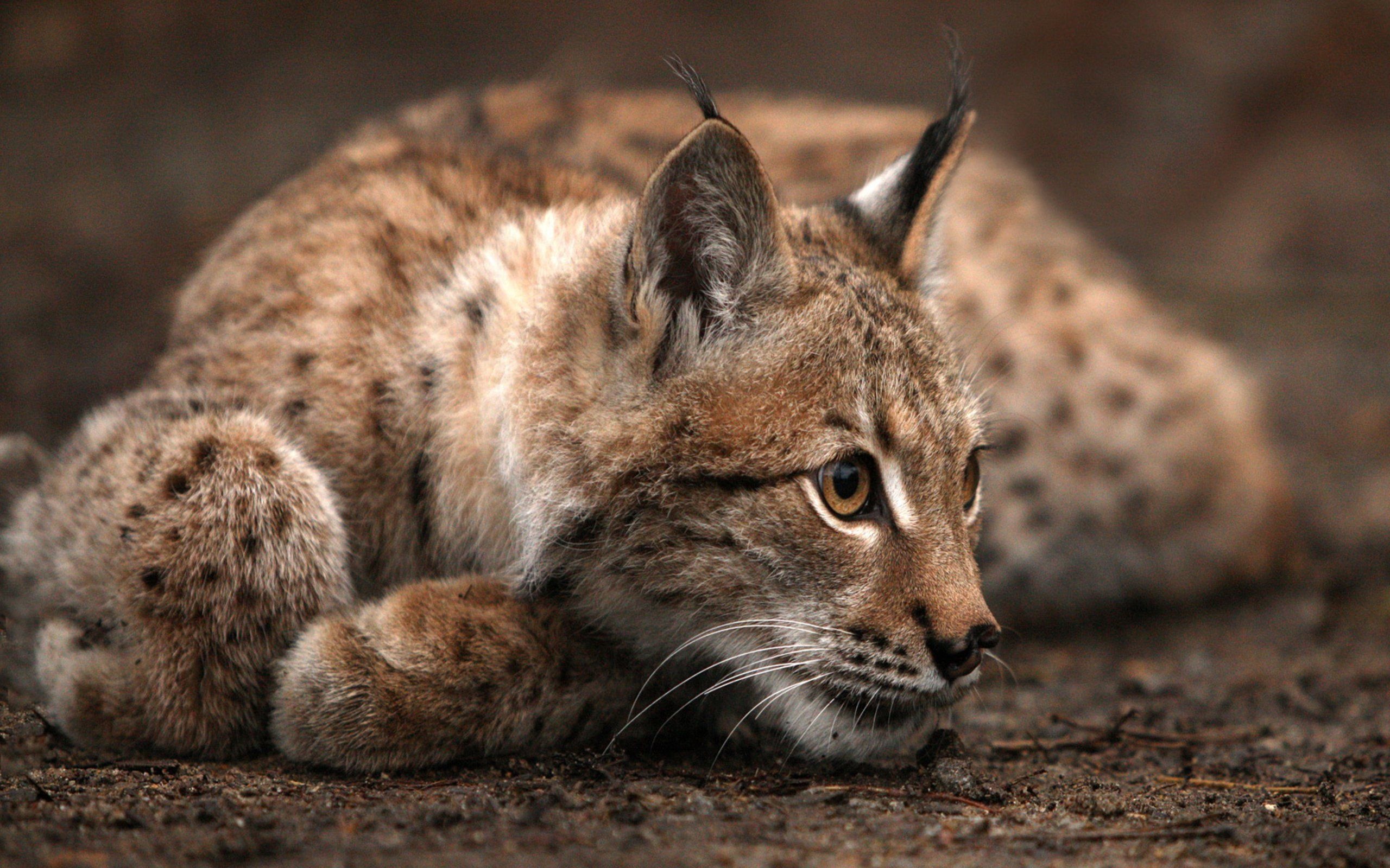 Bobcat beauty, Top predator, Stealthy hunter, Majestic wild cat, 2560x1600 HD Desktop