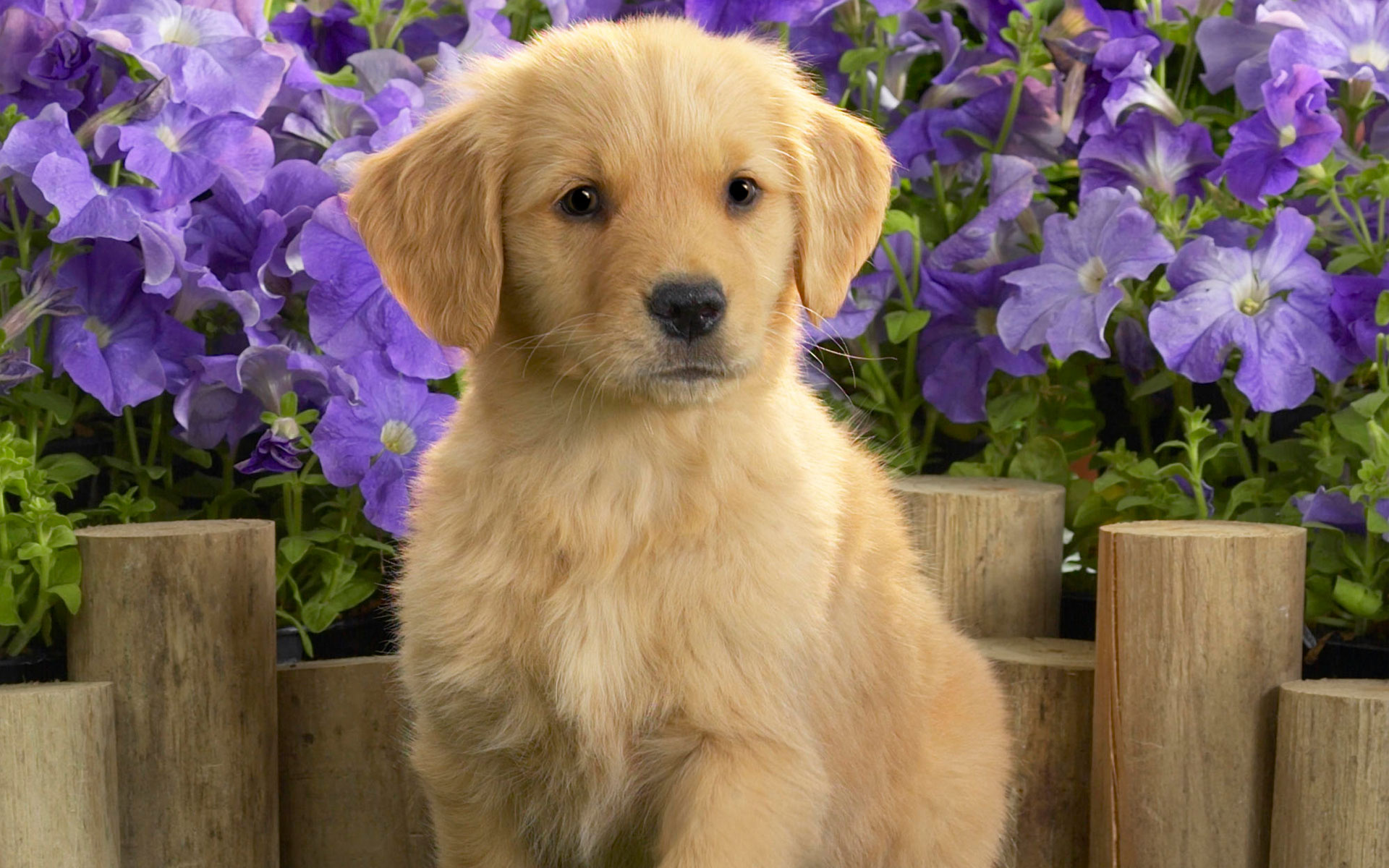 Retriever screensavers, Free dog wallpaper, Festive puppies, Desktop decorations, 1920x1200 HD Desktop