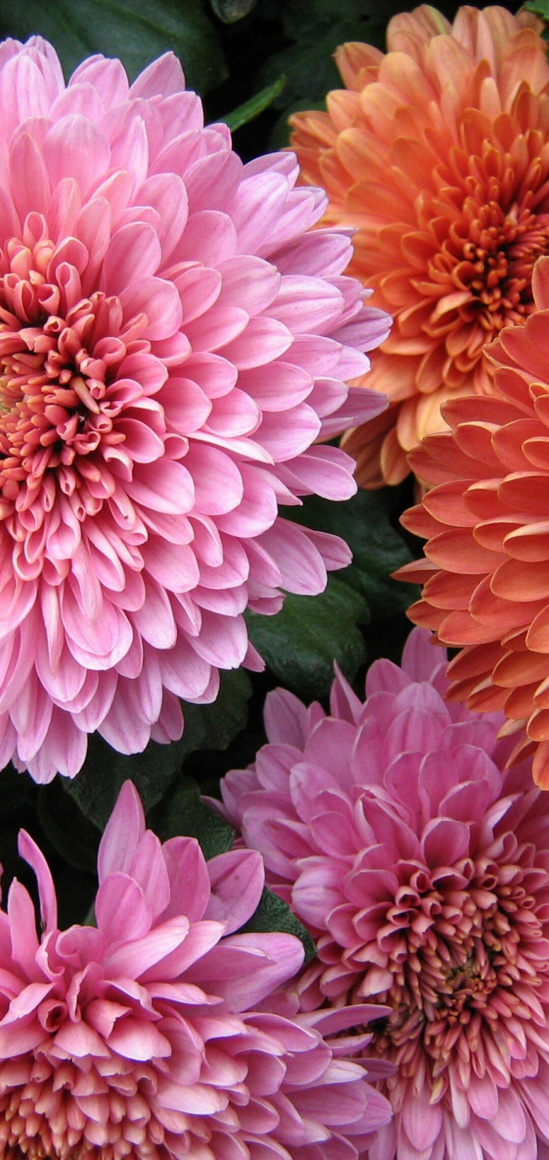 Chrysanthemum colorful petals, Samsung Galaxy wallpapers, Oneplus 6 wallpapers, Vibrant floral display, 1080x2280 HD Phone