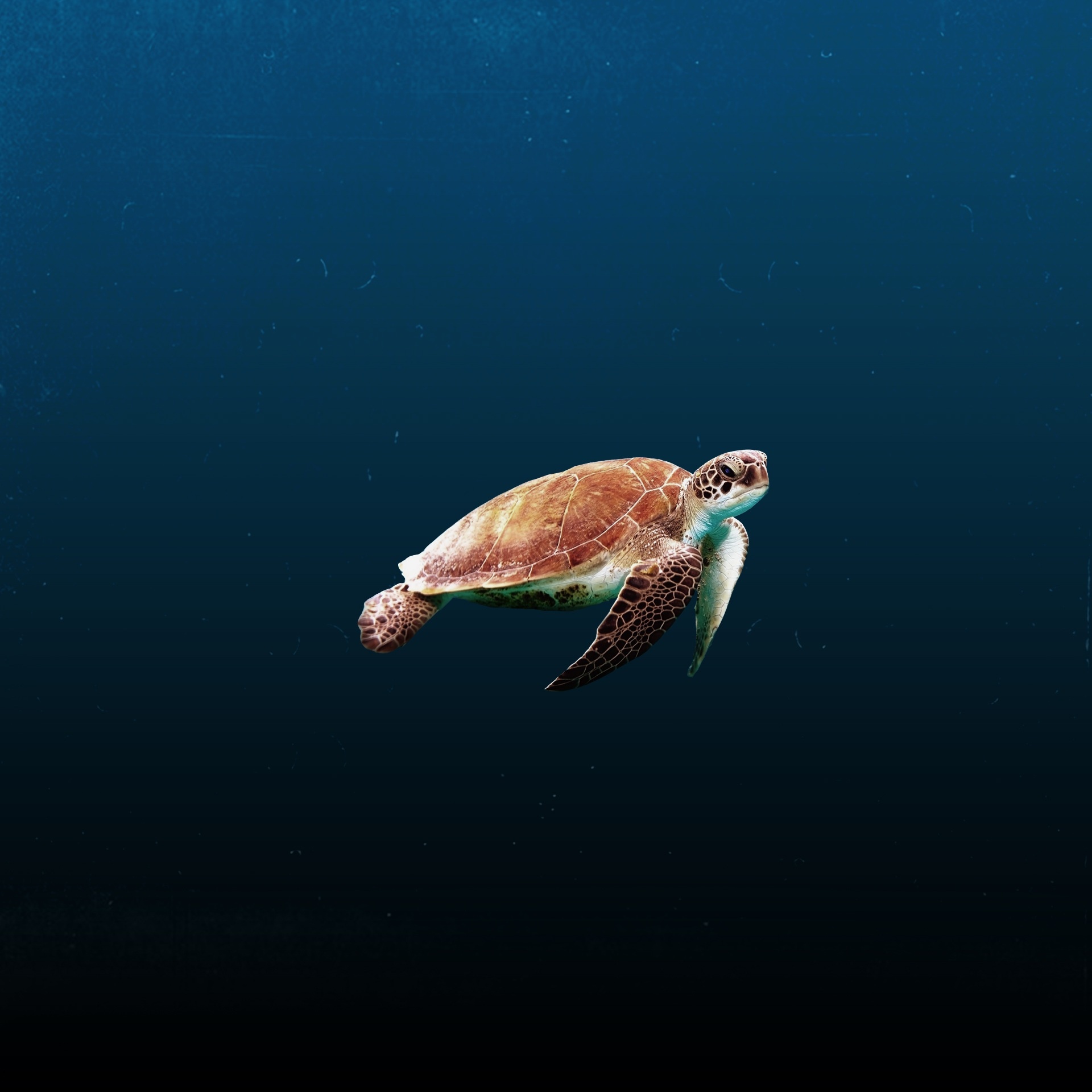 HD animals 4k, Sea turtle wallpaper, Sea turtle, 1920x1920 HD Phone