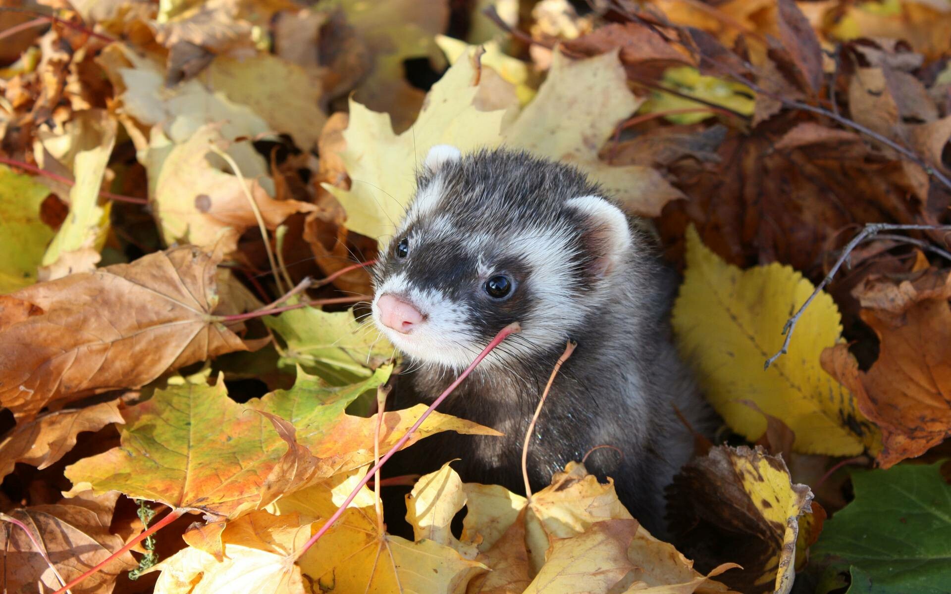 Ferret love, Desktop companions, Cheering wallpaper, Irresistible furballs, 1920x1200 HD Desktop