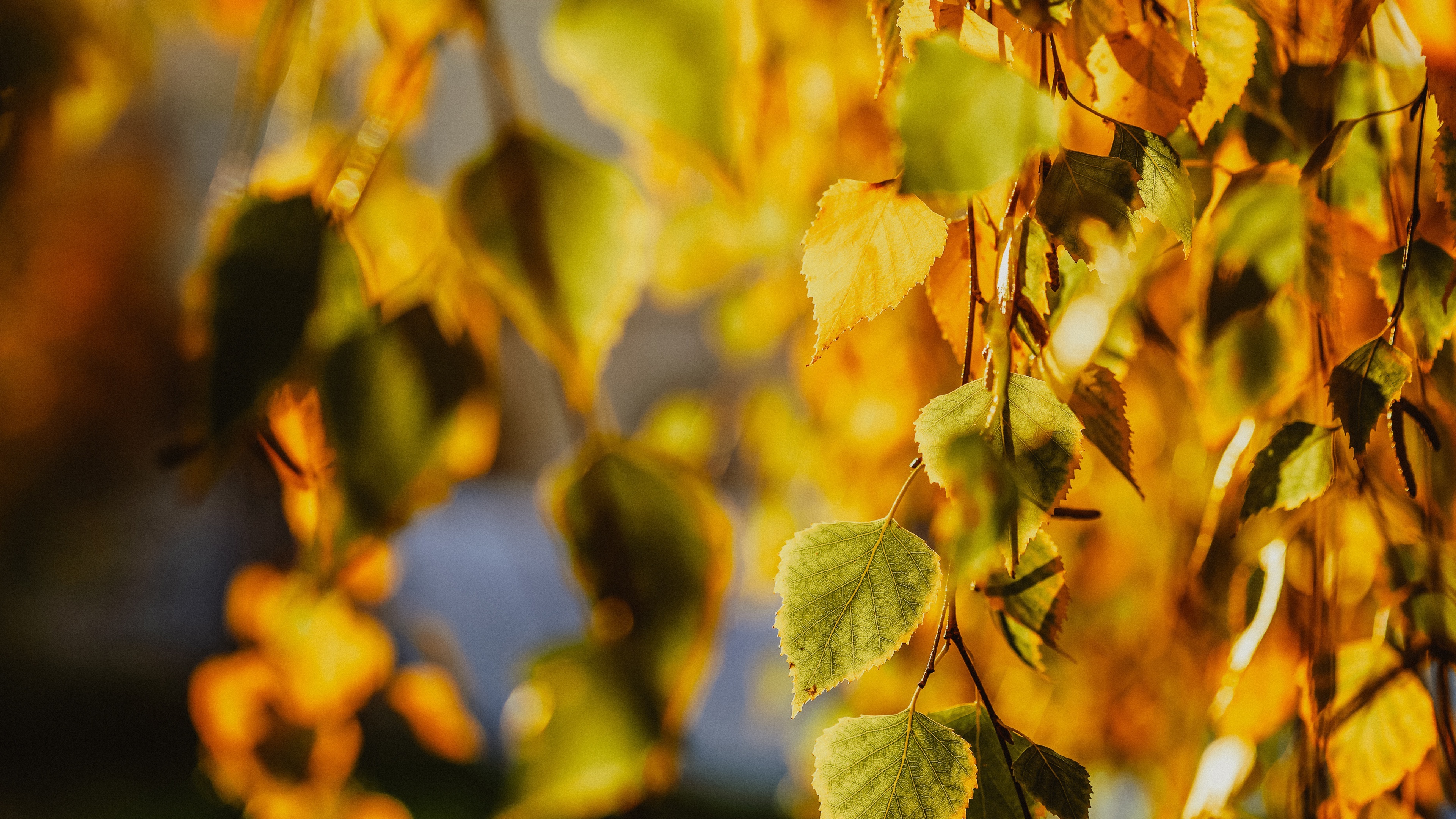 Birch Tree, Nature, Forest, Wallpaper, 3840x2160 4K Desktop