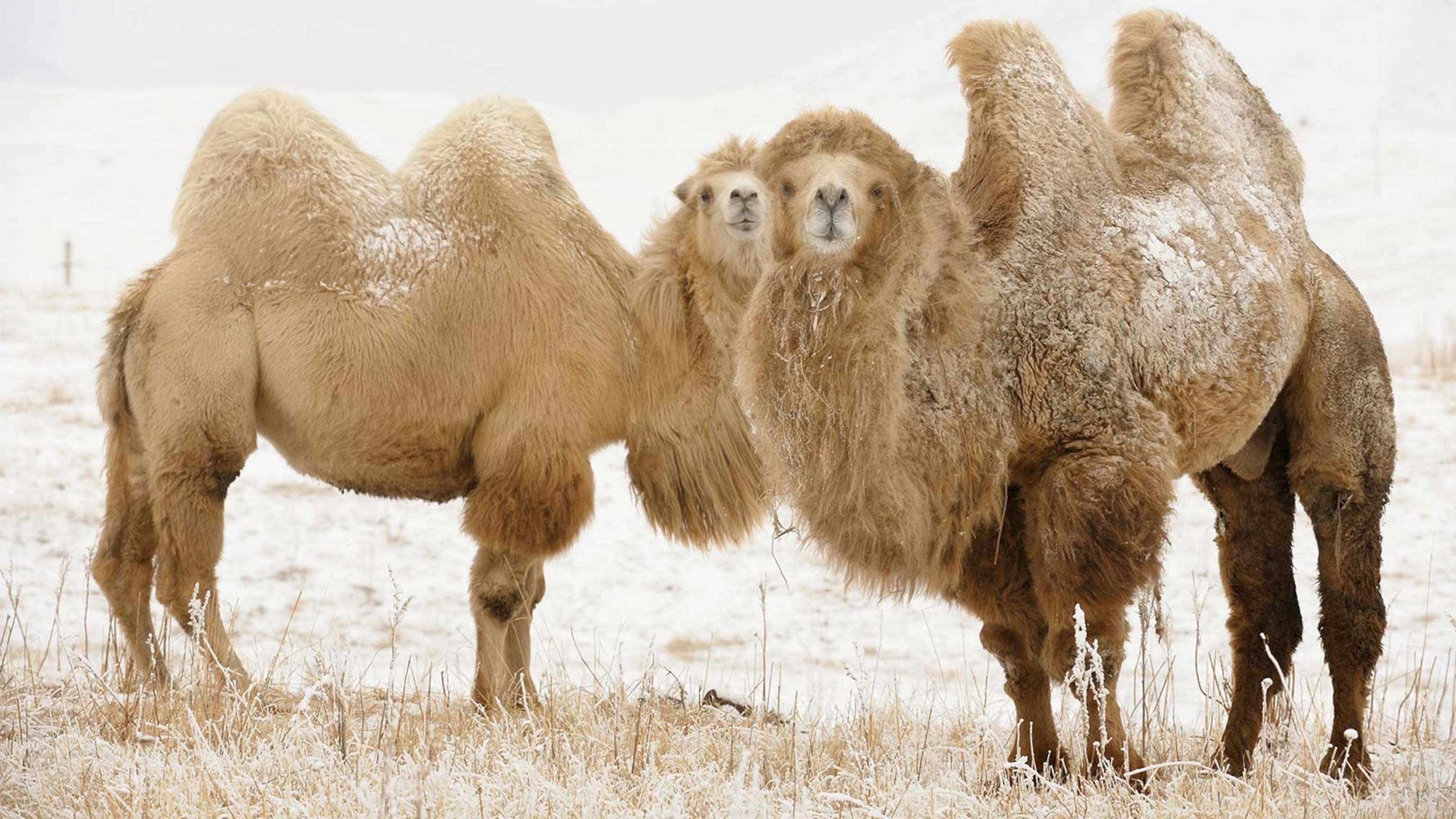 Couple, Camels Wallpaper, 3080x1730 HD Desktop