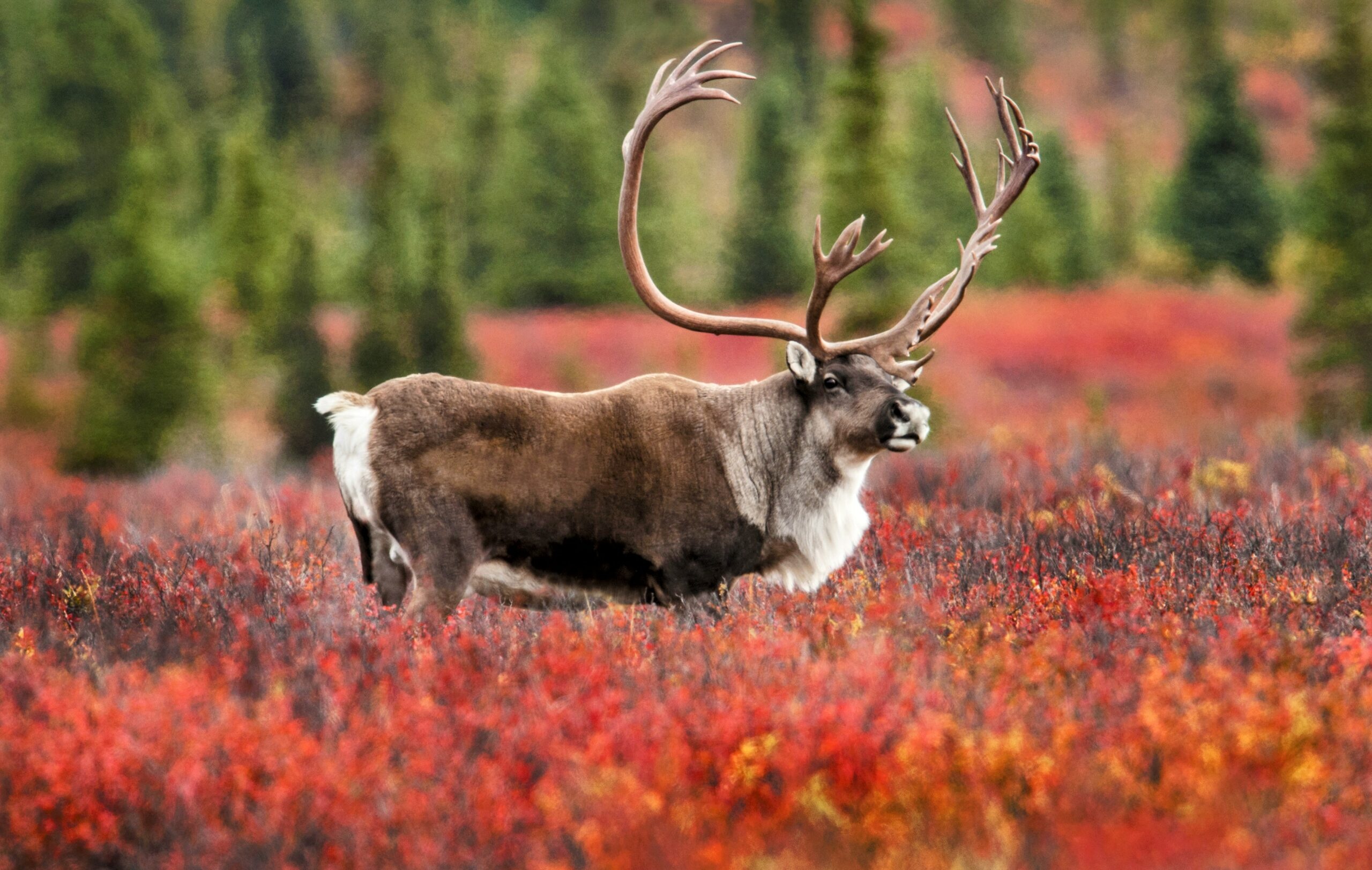 Caribou migratory behavior, Genetic reflection, Nature's adaptation, Gene expression, 2560x1630 HD Desktop