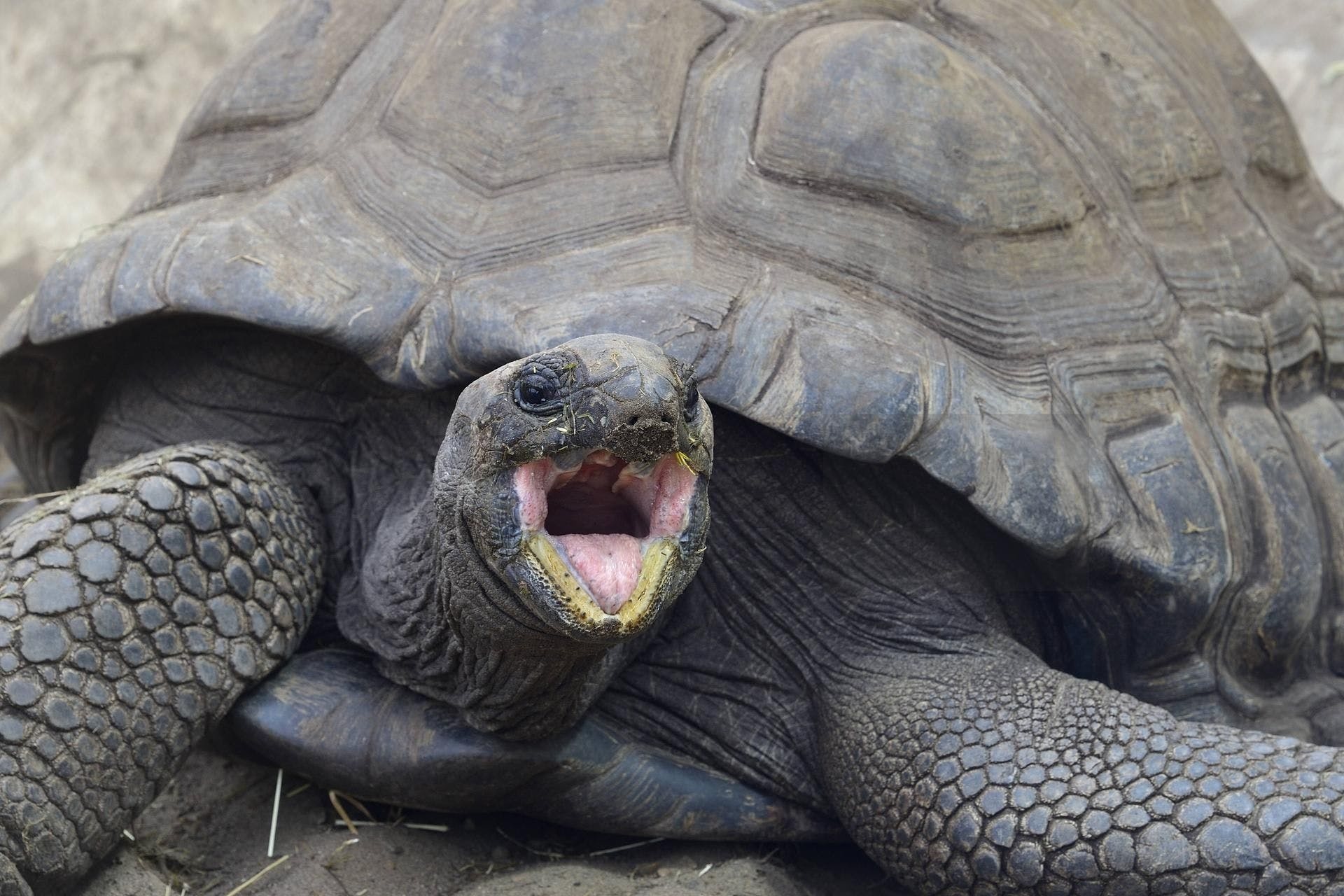 Unusual visitor, Giant tortoise encounter, Astonishing terrace moment, Unexpected wildlife encounter, 1920x1280 HD Desktop