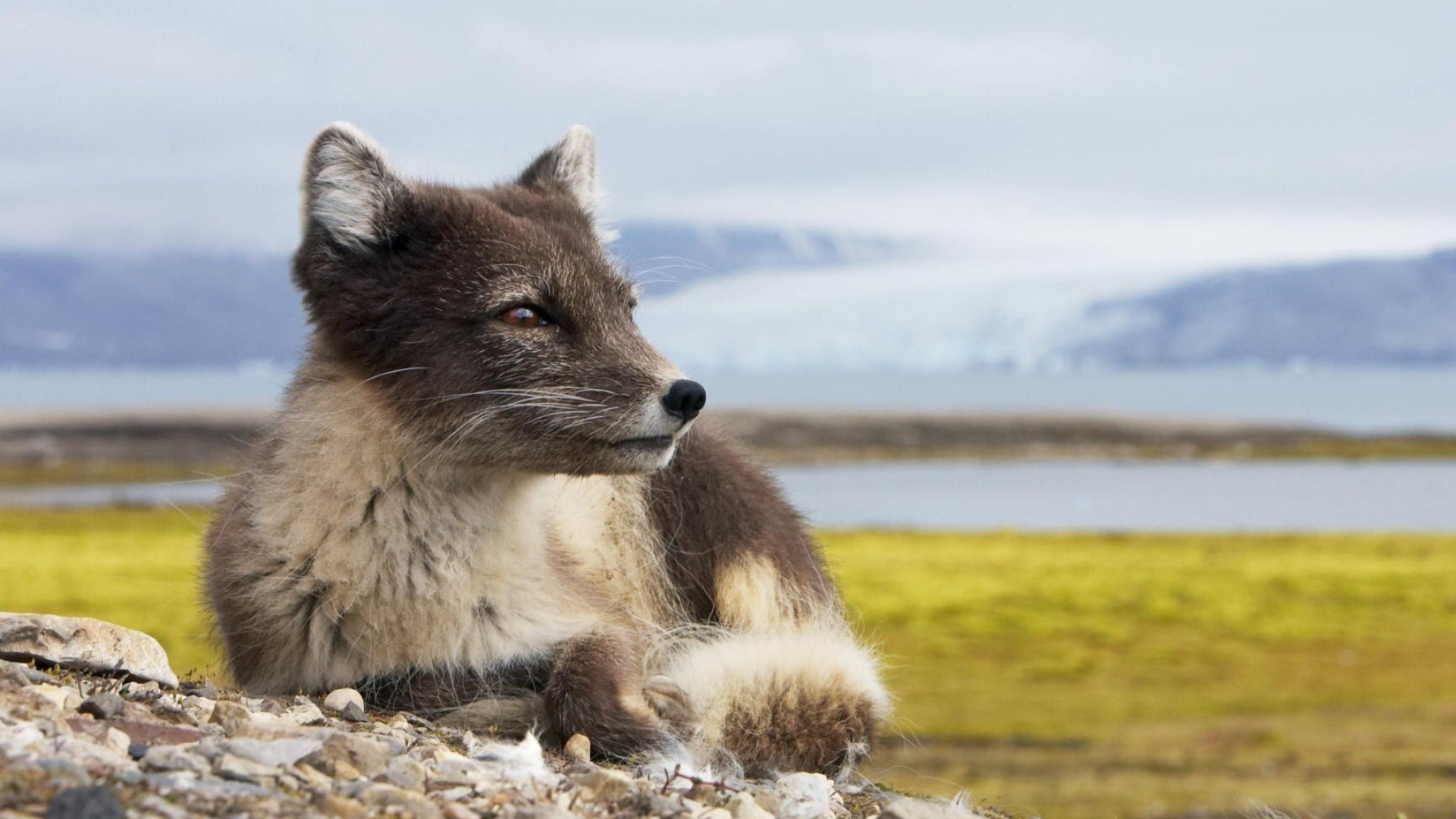 Gray Fox, Youwall Grey Fox wallpaper, Captivating fox species, Graceful and intelligent, 1920x1080 Full HD Desktop