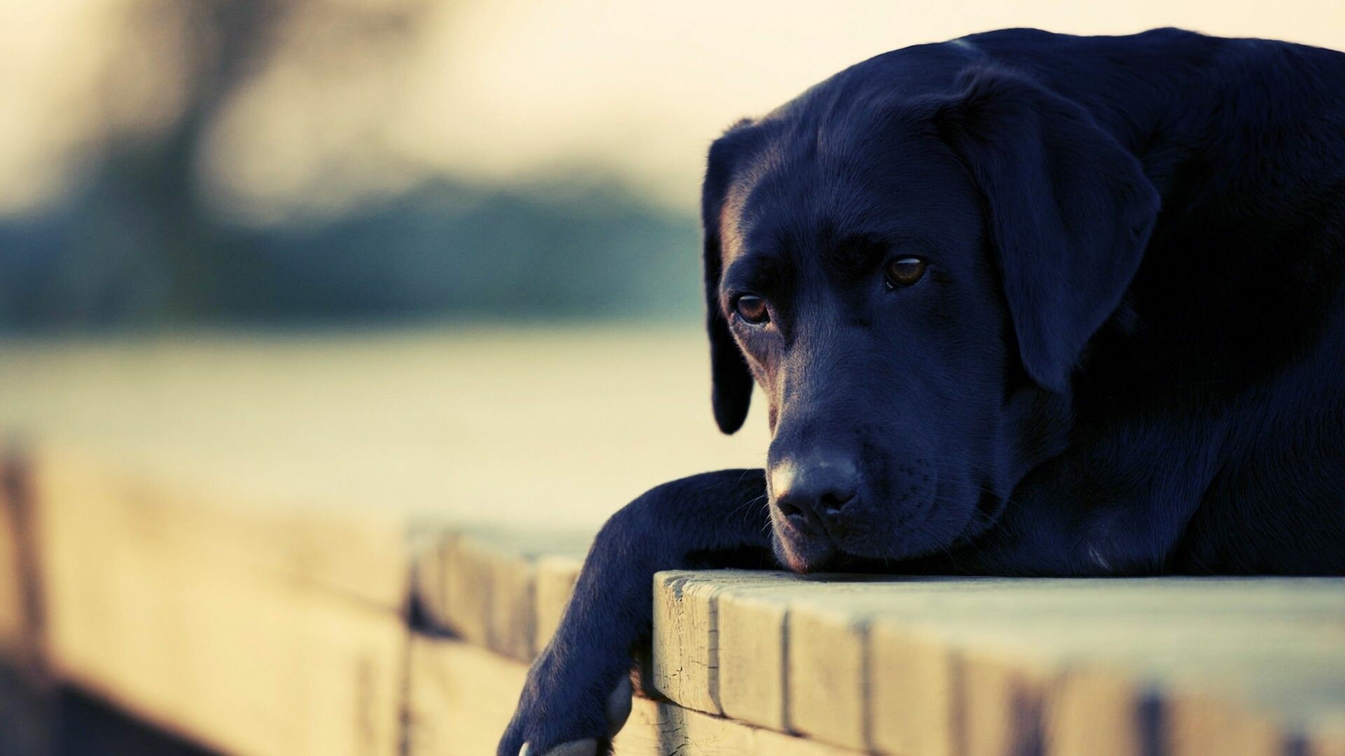 Labrador Retriever, Variety of wallpapers, Dogs in HD, 1920x1080 Full HD Desktop