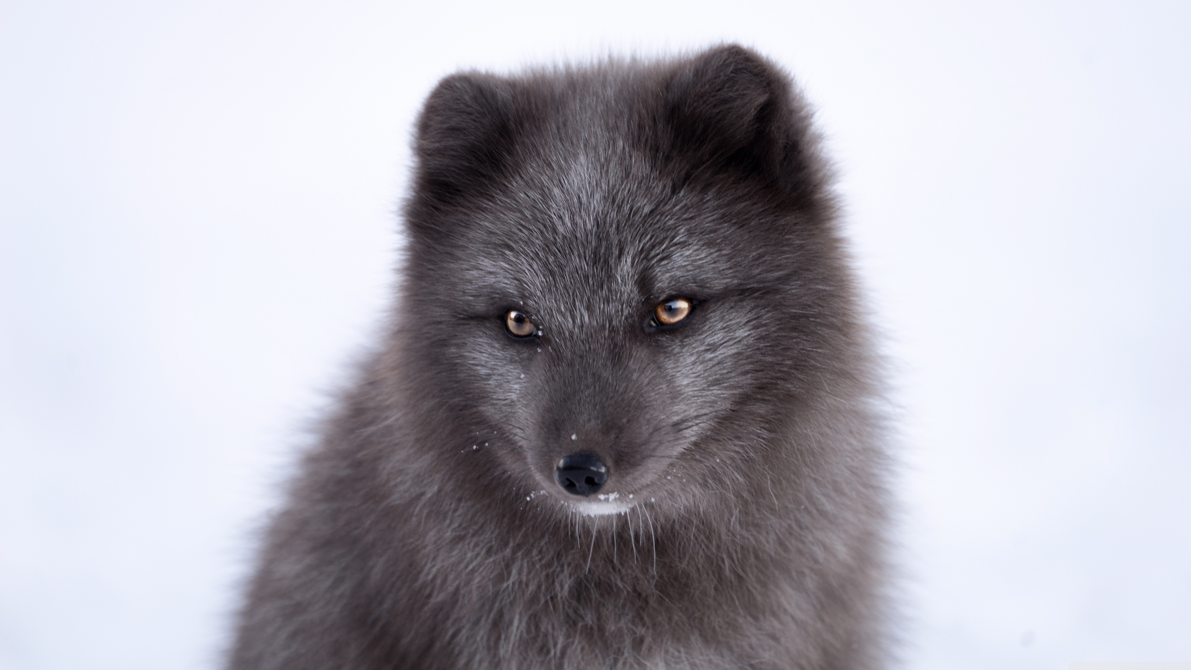 Black fox, Arctic Foxes Wallpaper, 3840x2160 4K Desktop