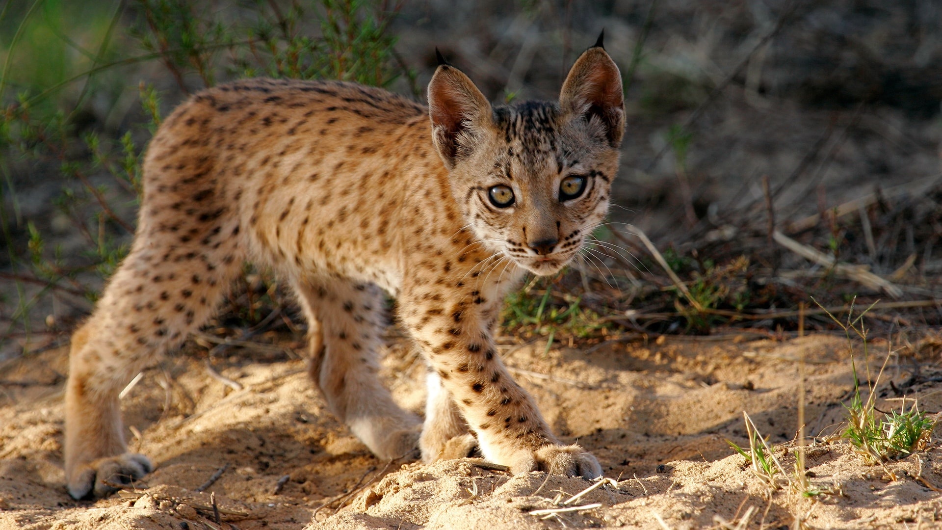 Baby, Bobcat (Red Lynx) Wallpaper, 1920x1080 Full HD Desktop