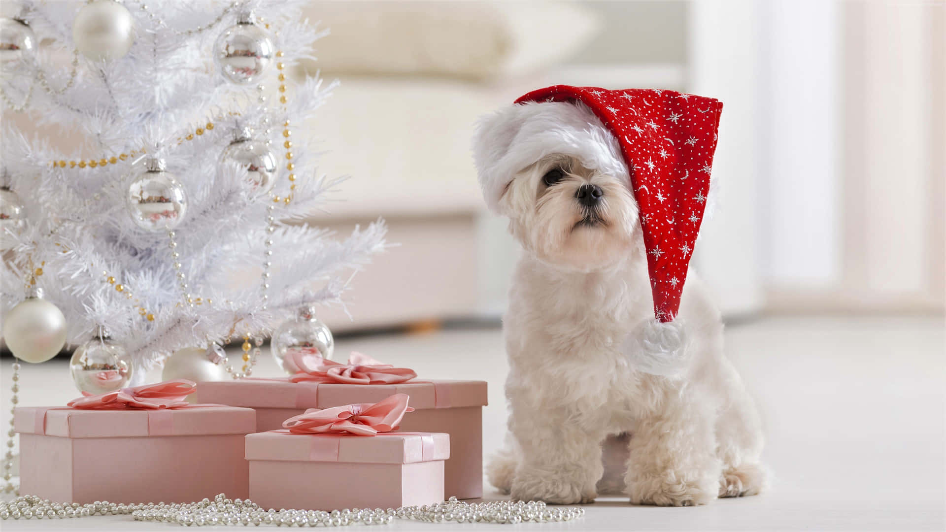 Santa dog, Cute Christmas Wallpaper, 1920x1080 Full HD Desktop