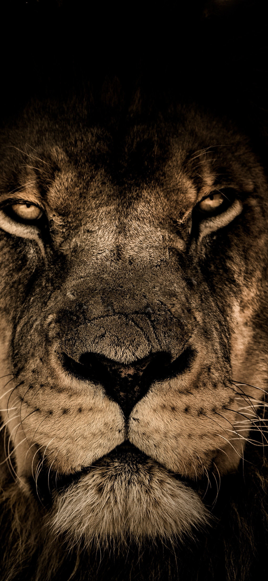 African lion, Beast predator, Muzzle close-up, iPhone wallpaper, 1130x2440 HD Phone