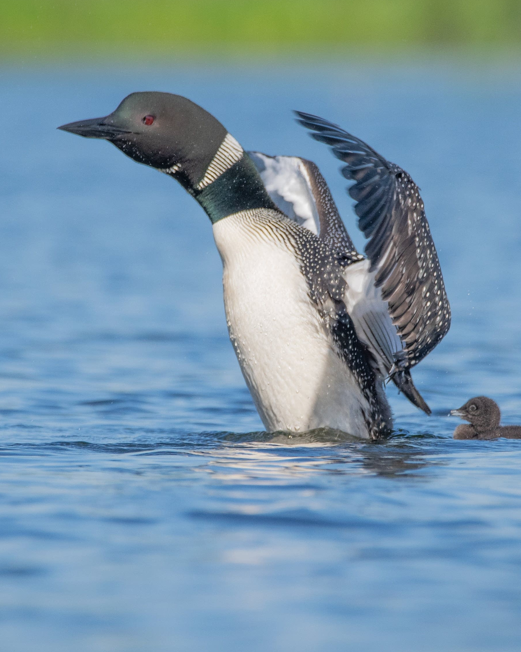 Loon bird, Boaters, Threats, Minnesota lakes, 2000x2500 HD Phone