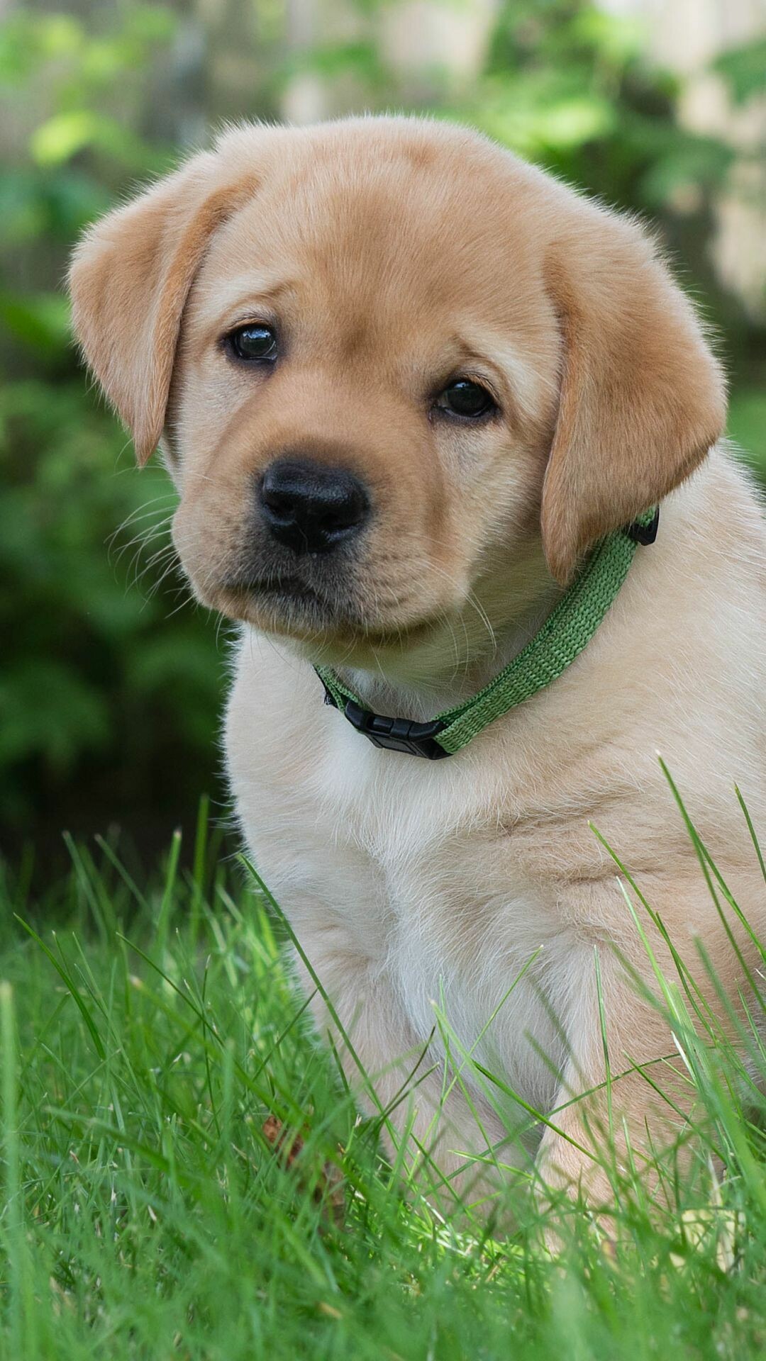 Cute Labrador puppies, Newborn joy, Charming baby dogs, Heartwarming cuteness, 1080x1920 Full HD Phone