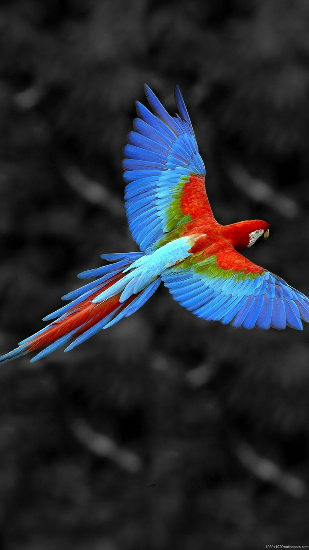 Best 4K birds wallpapers, HD, 1080x1920 Full HD Phone