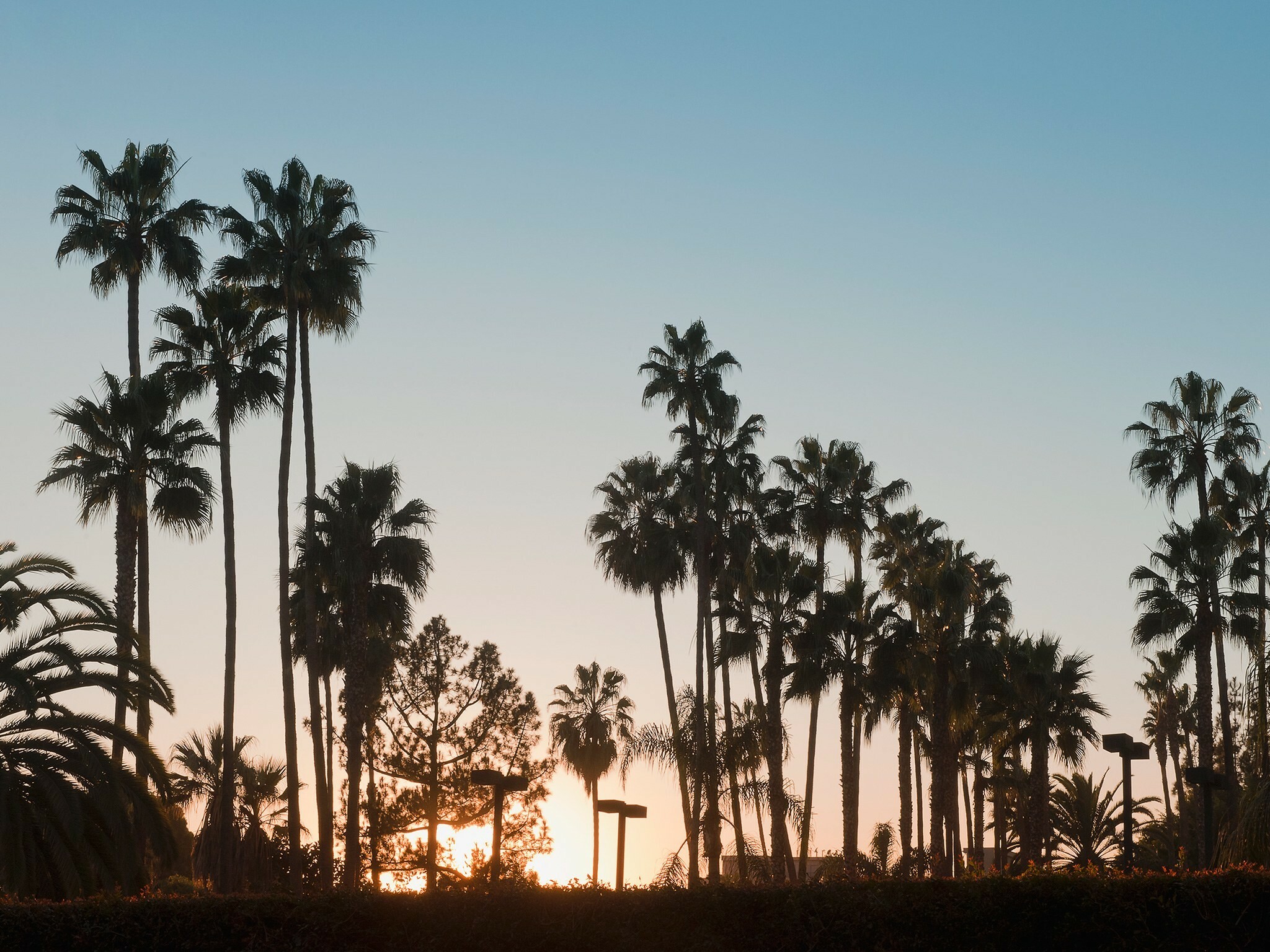 Palm trees, MacBook wallpaper, Tumblr, 2050x1540 HD Desktop