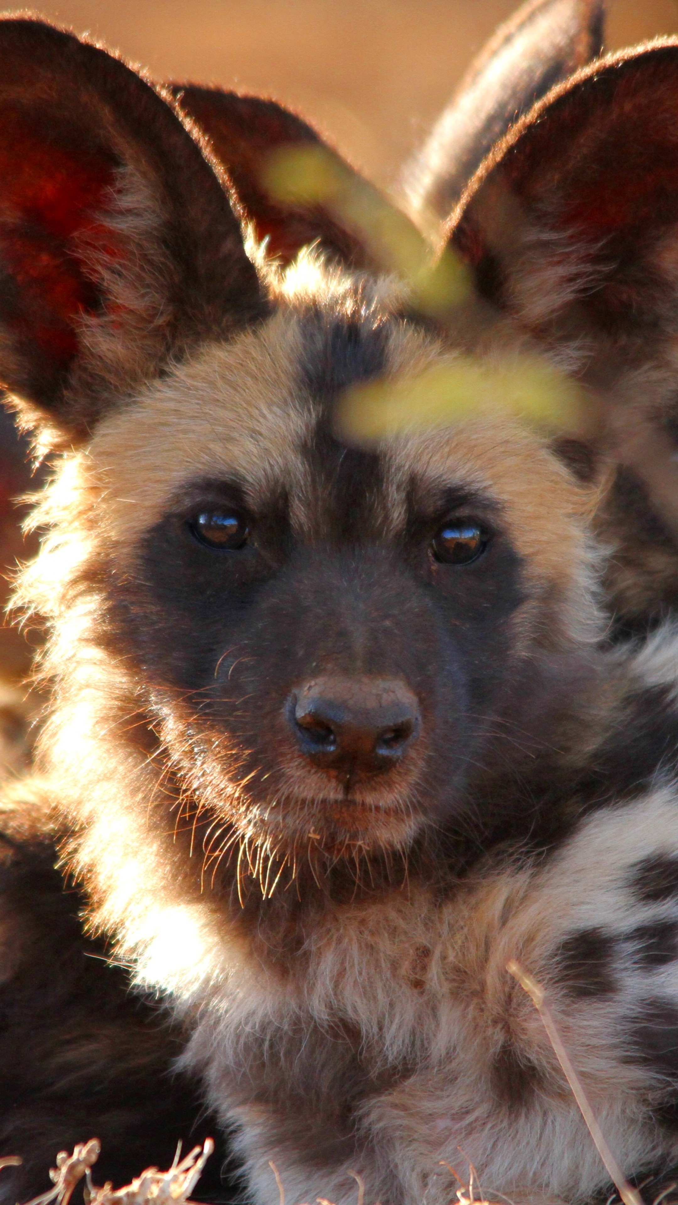 Wild dog, Wild Animals Wallpaper, 2160x3840 4K Phone