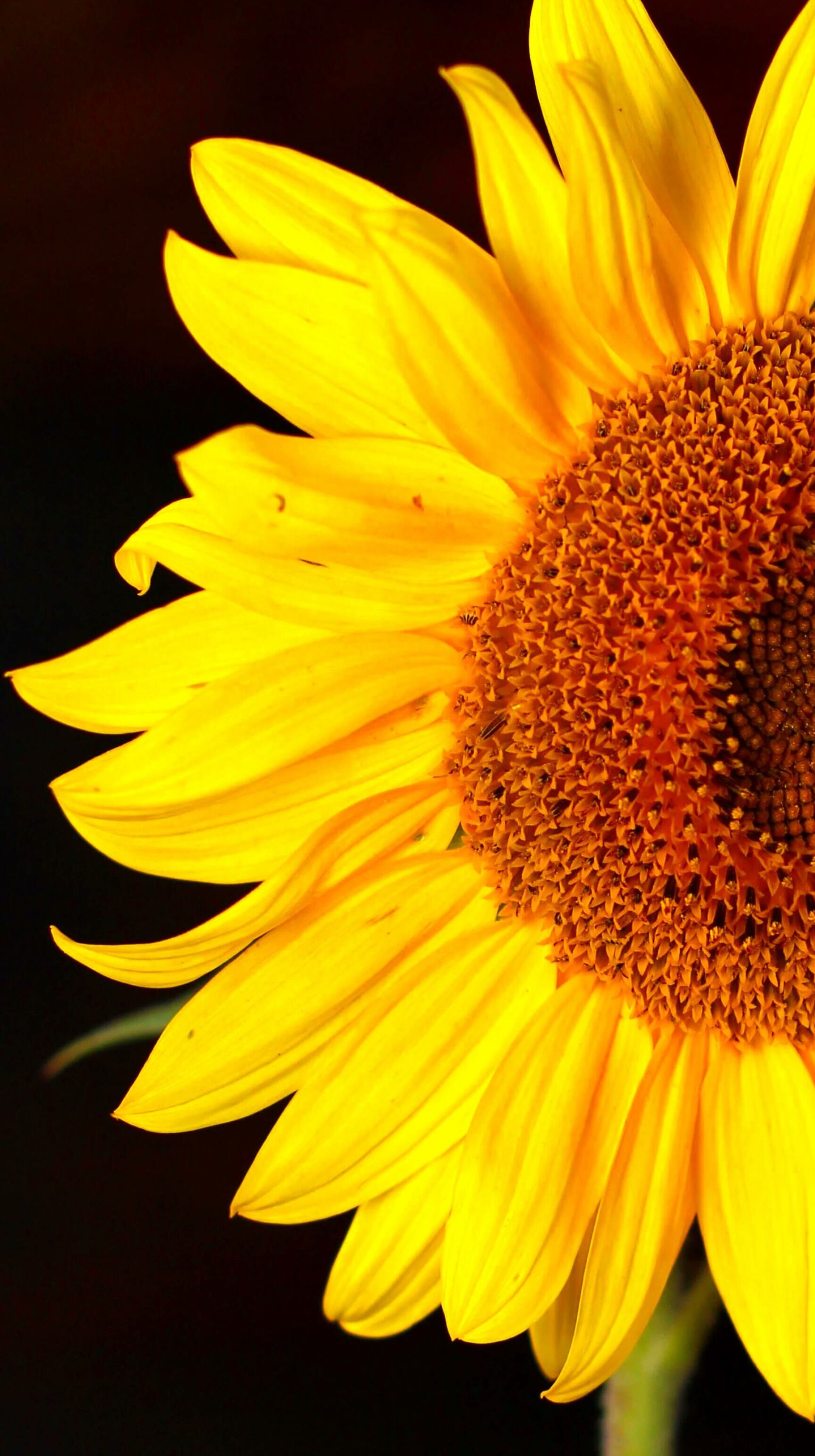 Sunflower background, CC-licensed image, Free download, Vibrant colors, 1920x3440 HD Phone