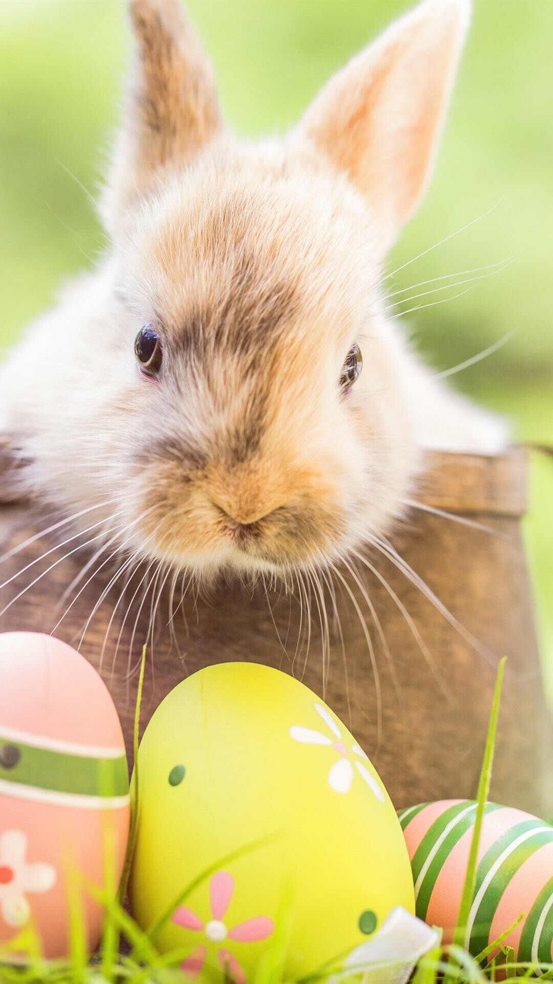 Bunny and eggs, Easter Wallpaper, 1080x1920 Full HD Phone