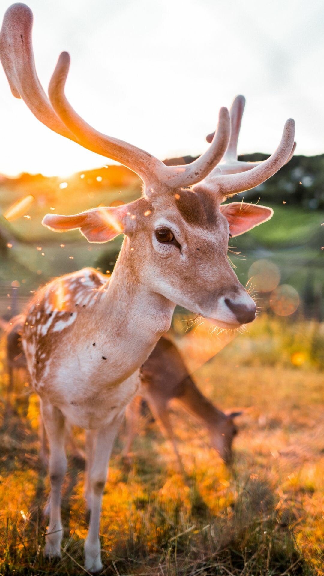 Best quality deer, Breathtaking backgrounds, Stunning wildlife, 4K beauty, 1080x1920 Full HD Phone