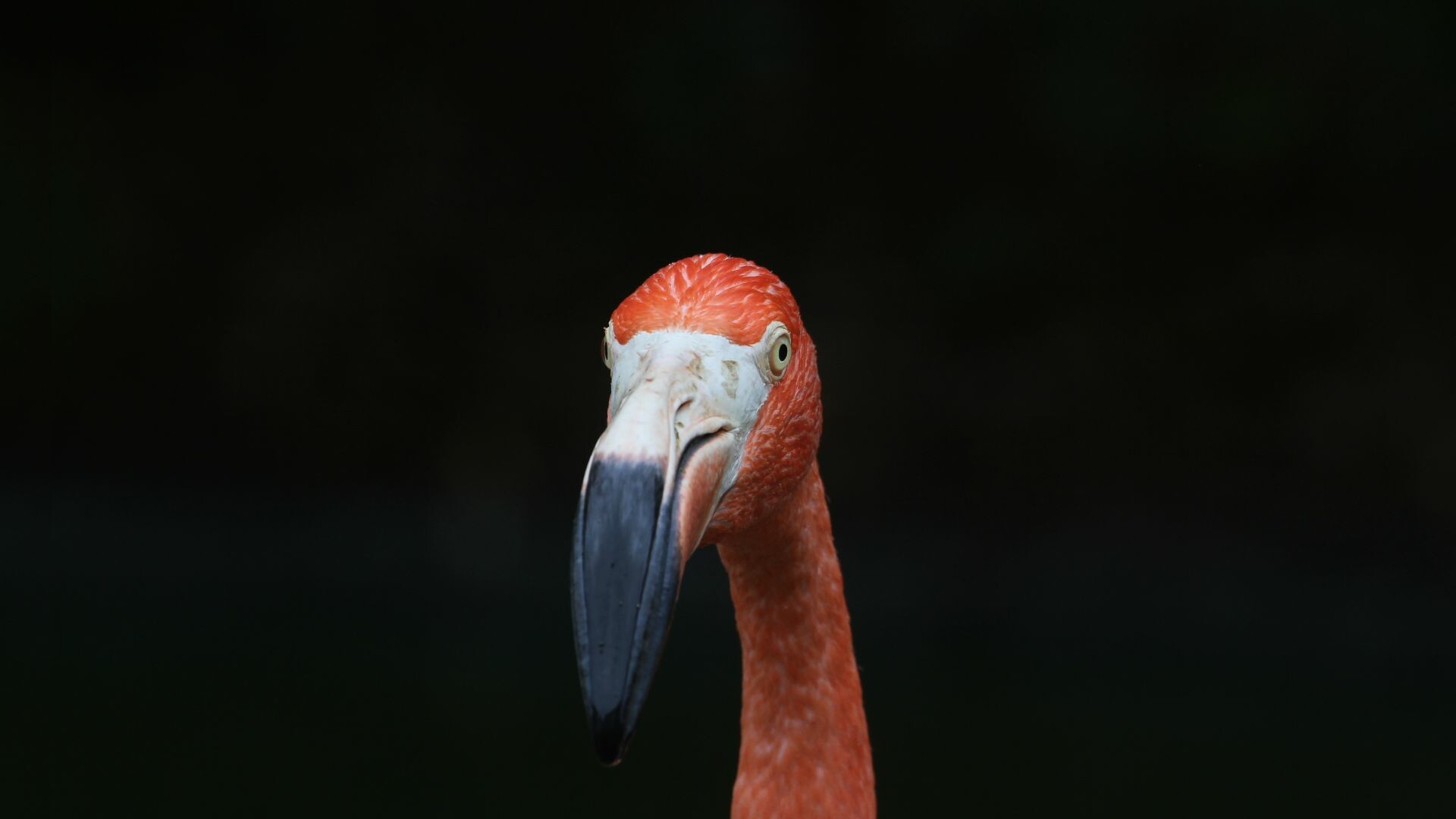 Minimalist flamingo, Pink bird's muzzle, HD wallpaper image, Artistic simplicity, 1920x1080 Full HD Desktop