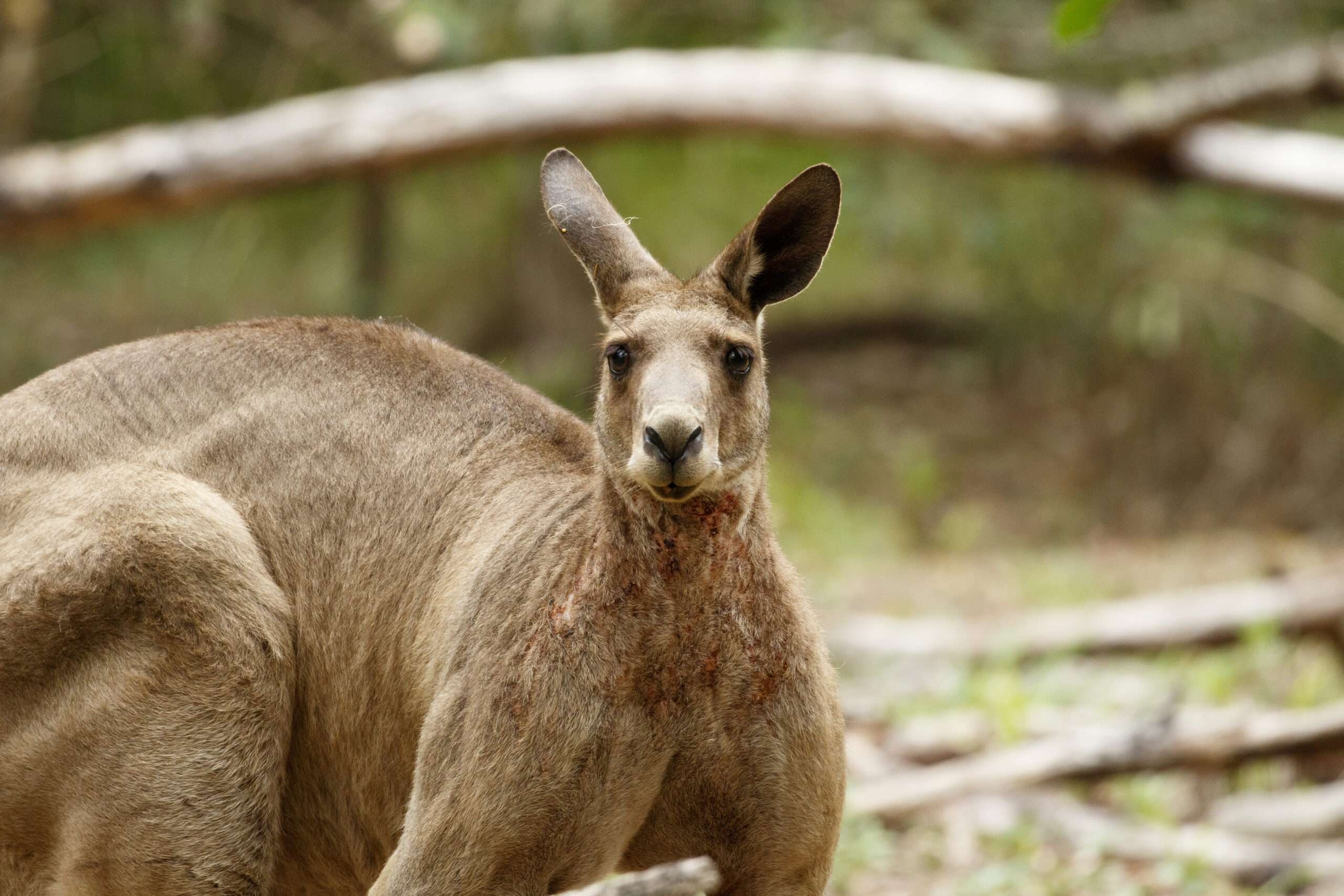 The eastern grey, Kangaroos Wallpaper, 2560x1710 HD Desktop