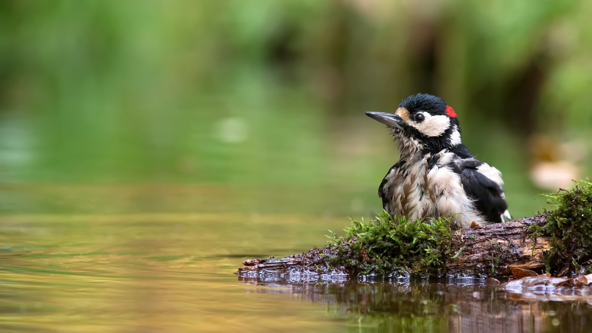 Great spotted woodpecker, Vibrant bird, Nature's color palette, Beautiful plumage, 2050x1160 HD Desktop