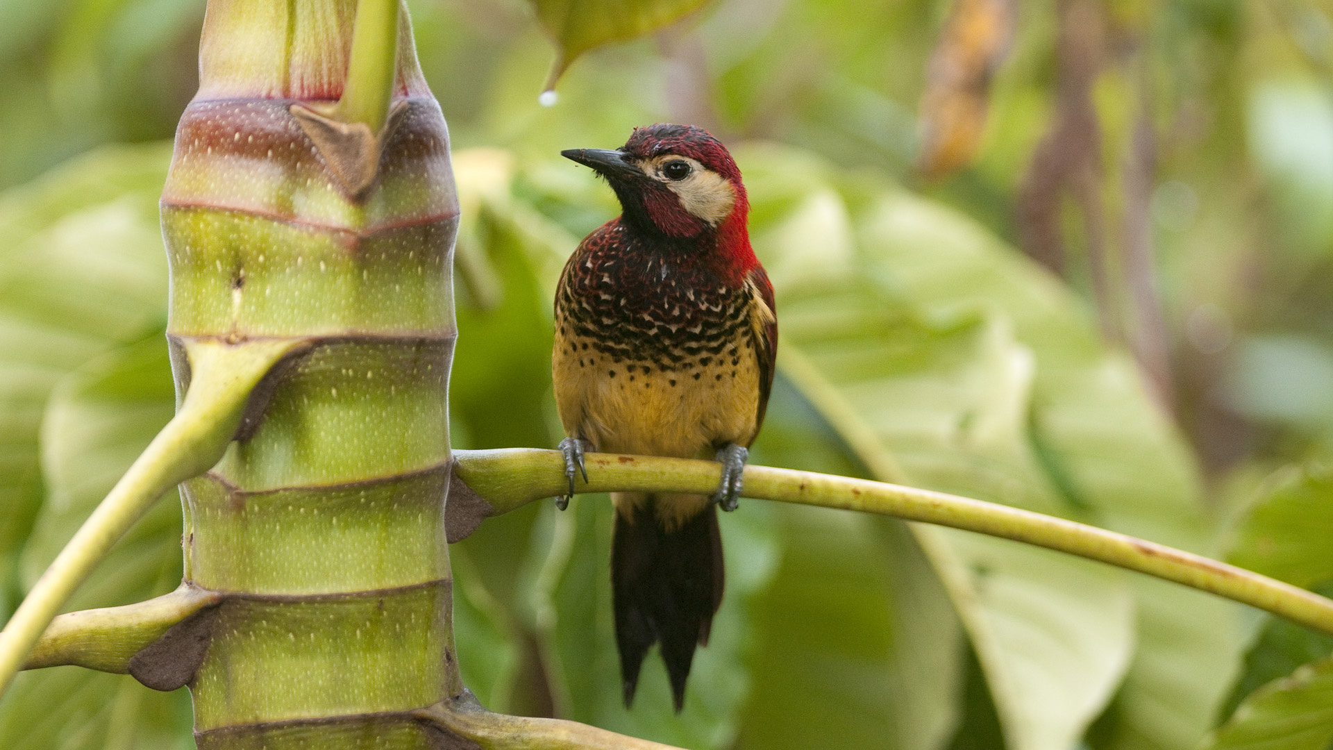 The crimson-mantled, Woodpecker Wallpaper, 1920x1080 Full HD Desktop