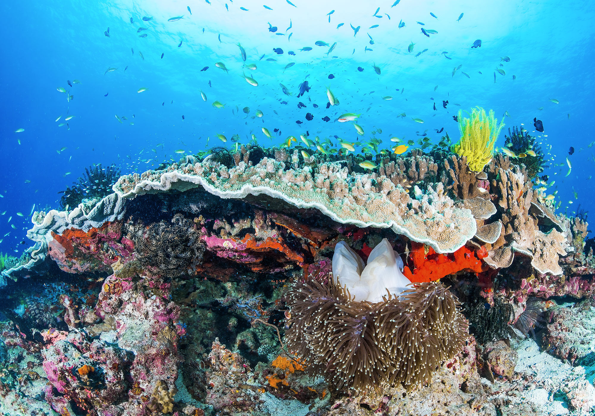 Photomurals digital print, Photomural corals, 2000x1400 HD Desktop