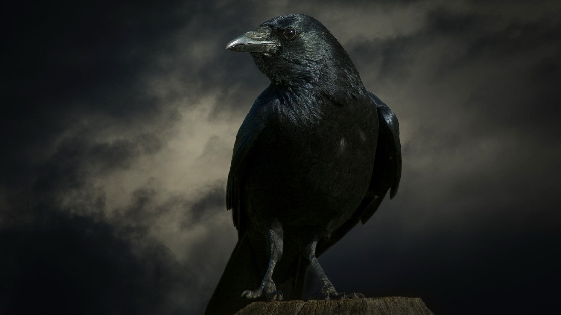 Raven wallpapers, Gothic aesthetic, Mysterious charm, Bird's grace, 1920x1080 Full HD Desktop