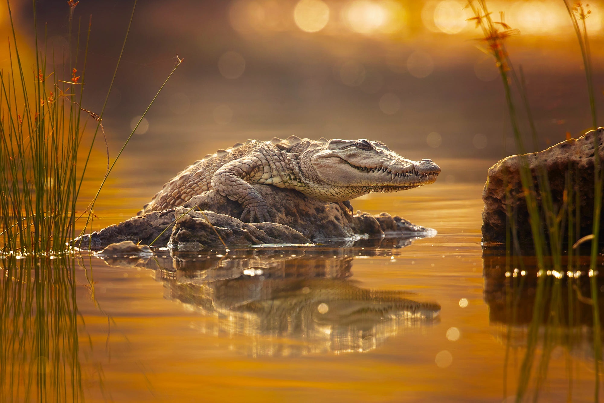 Crocodile, HD wallpaper, Majestic reptile, Intricate details, 2000x1340 HD Desktop