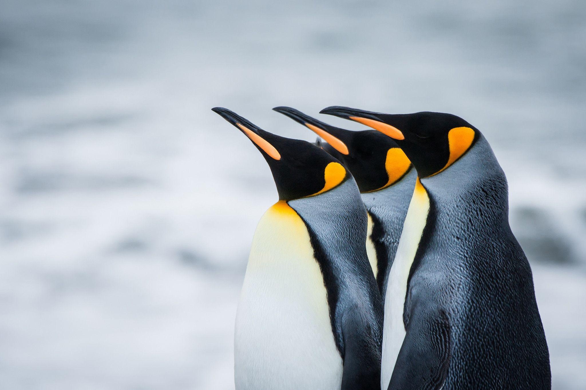 Playful penguin companions, Free penguin wallpapers, Endearing backgrounds, Penguin love, 2050x1370 HD Desktop