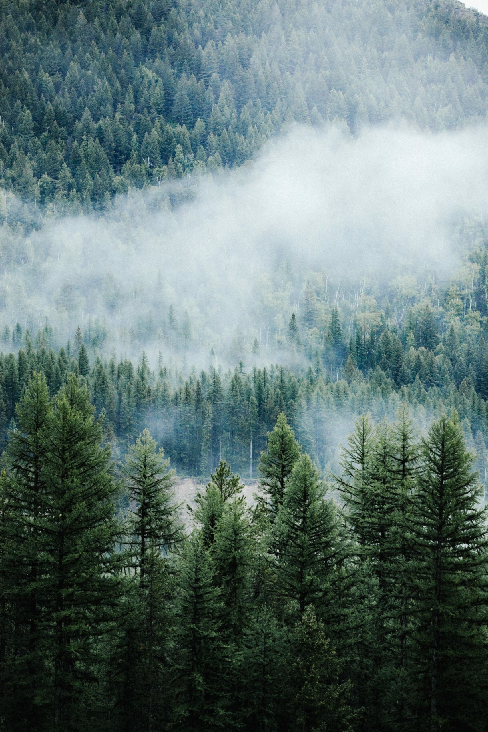 Pine tree wallpaper, Top iPhone download, Nature's charm, Serenity in nature, 1710x2560 HD Phone