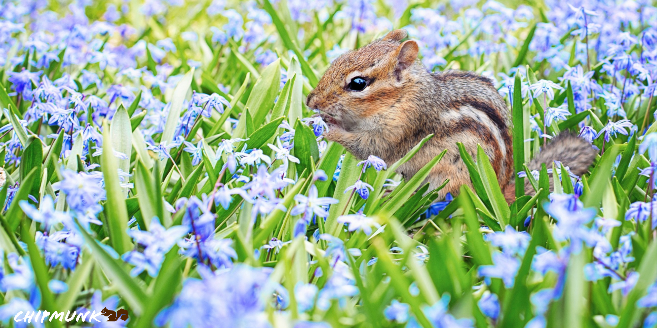 Chipmunk, Animals, HD Wallpaper, 2560x1280 Dual Screen Desktop