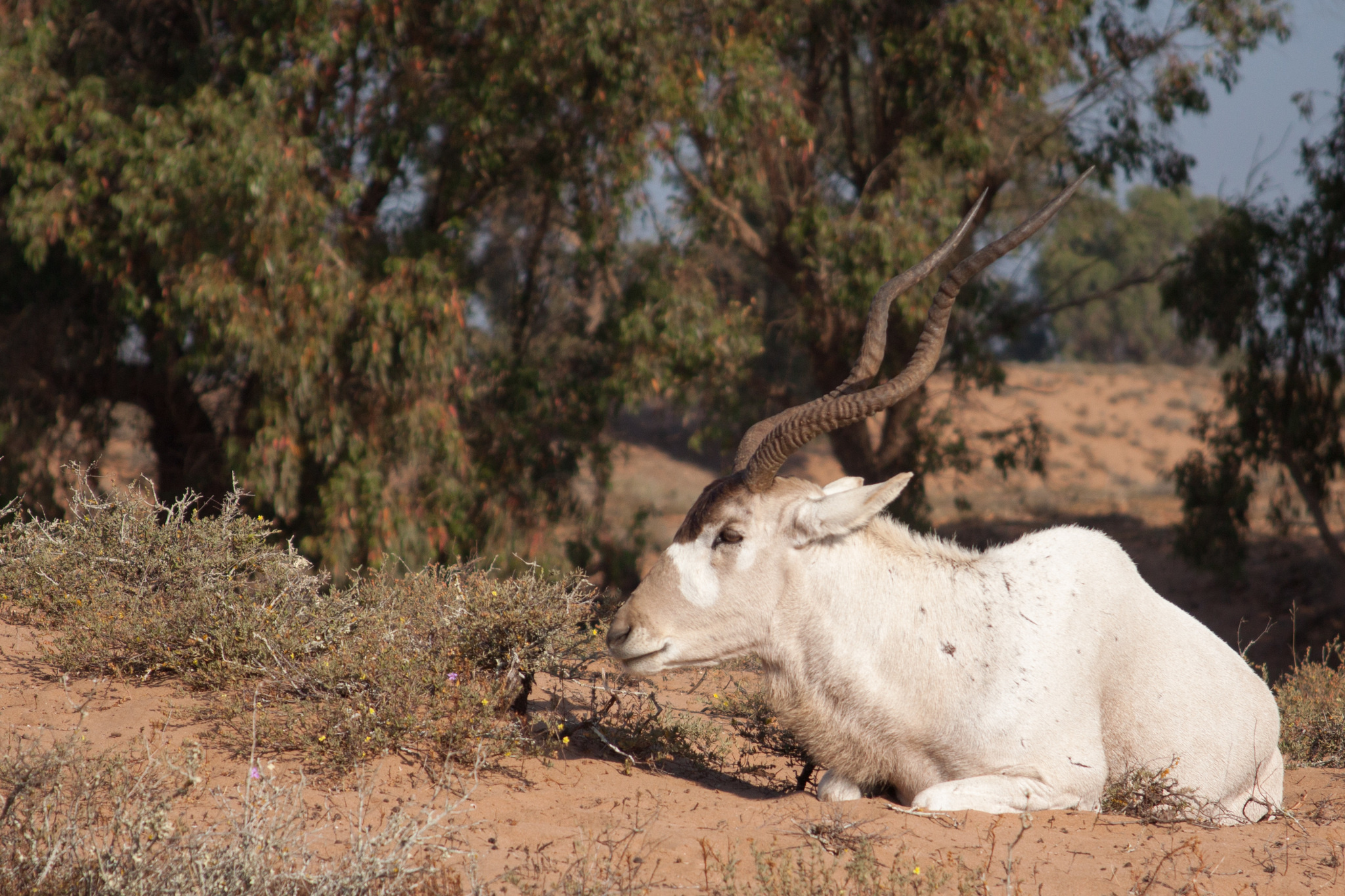 Photos of, Addax nasomaculatus, Inaturalist, Addax, 2050x1370 HD Desktop