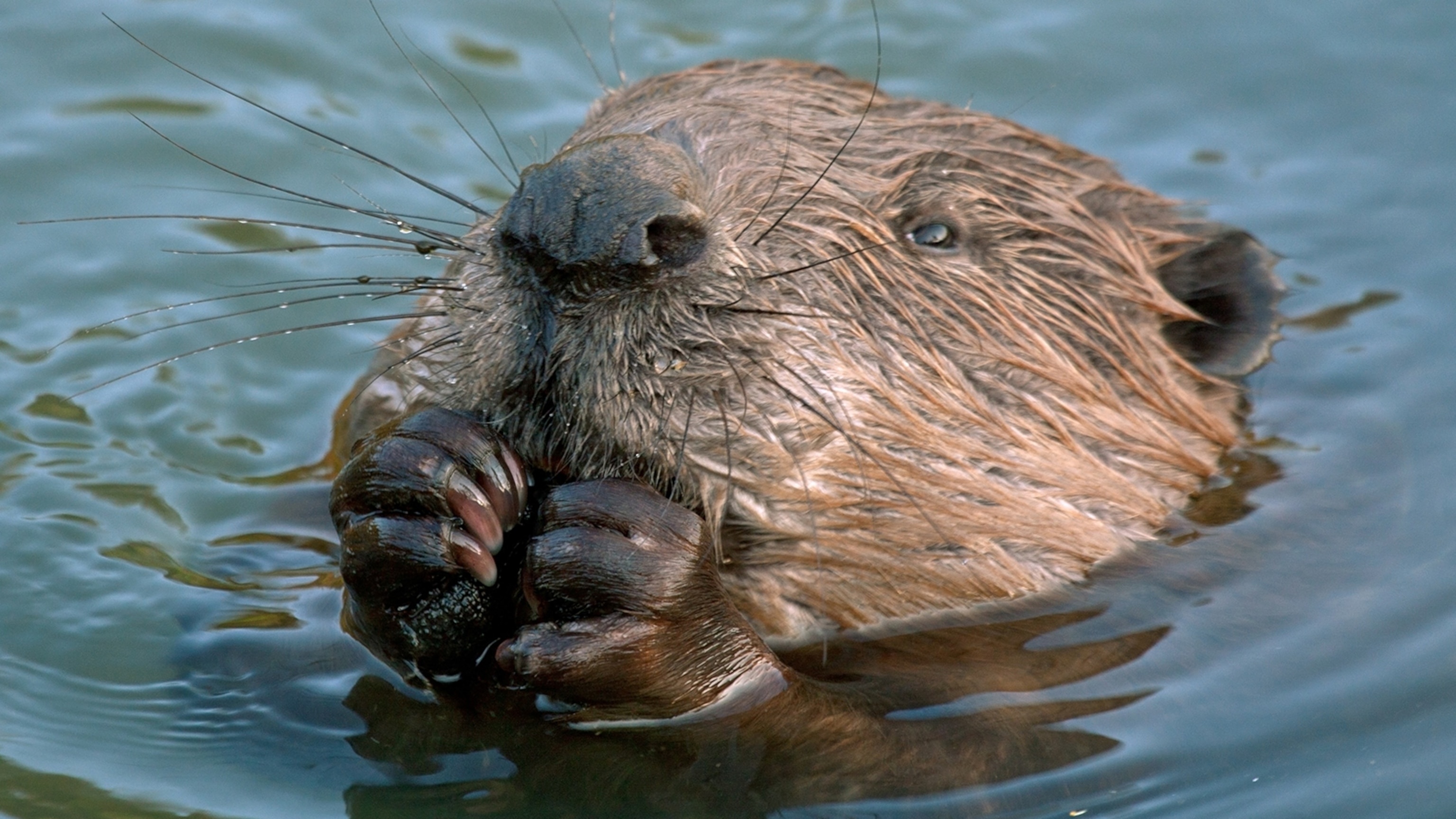 Beaver in nature, Forest dweller, Semi-aquatic mammal, Tail dweller, 3080x1730 HD Desktop