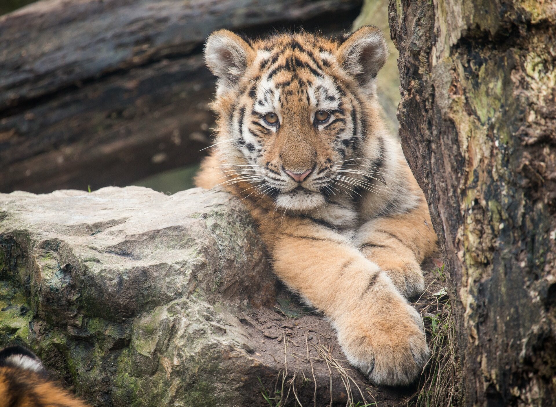 Tiger Cub, Animals, HD, Background, 1920x1410 HD Desktop