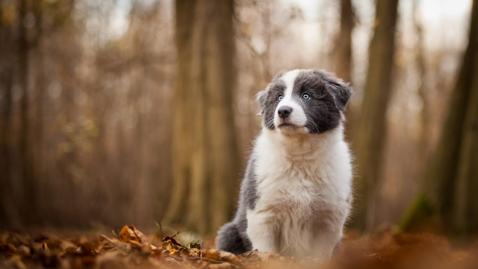 Puppy in woods, Collie's playfulness, Nature's backdrop, Happy little explorer, 1920x1080 Full HD Desktop